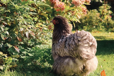 Brahma Poultry