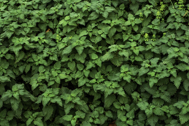 Dense green foliage with small yellow flowers