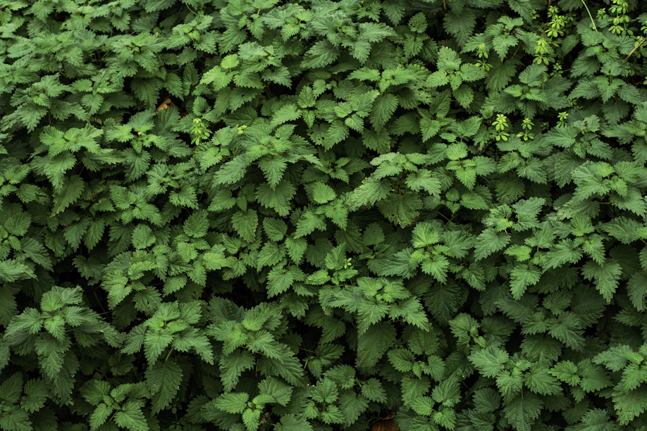 Dense green foliage with small yellow flowers
