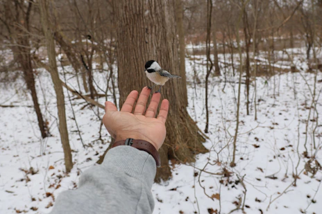 A bird lands on an outstretched hand in winter.