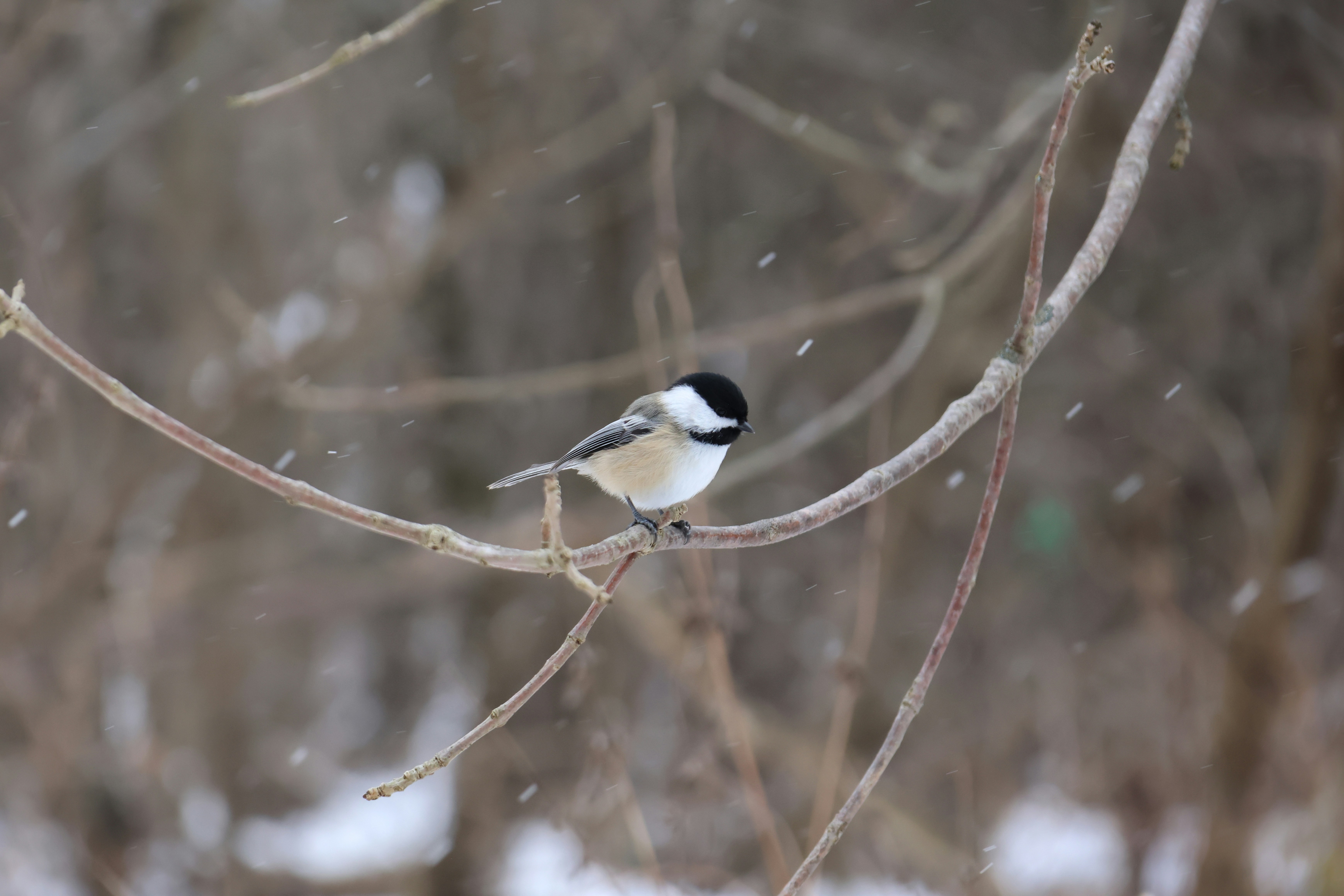 Photo by princeprajapati