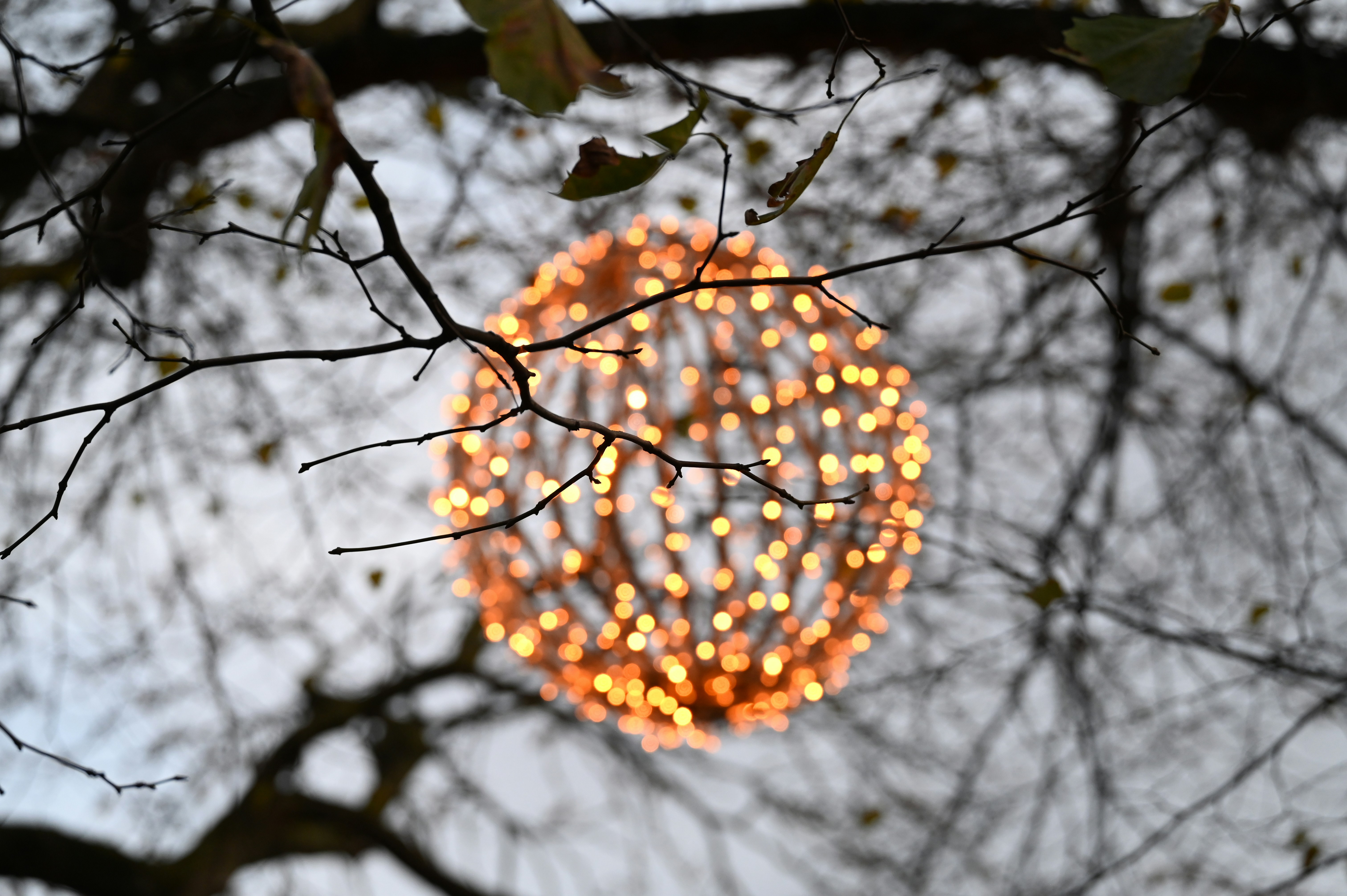 Une orbe lumineuse est suspendue à un arbre.