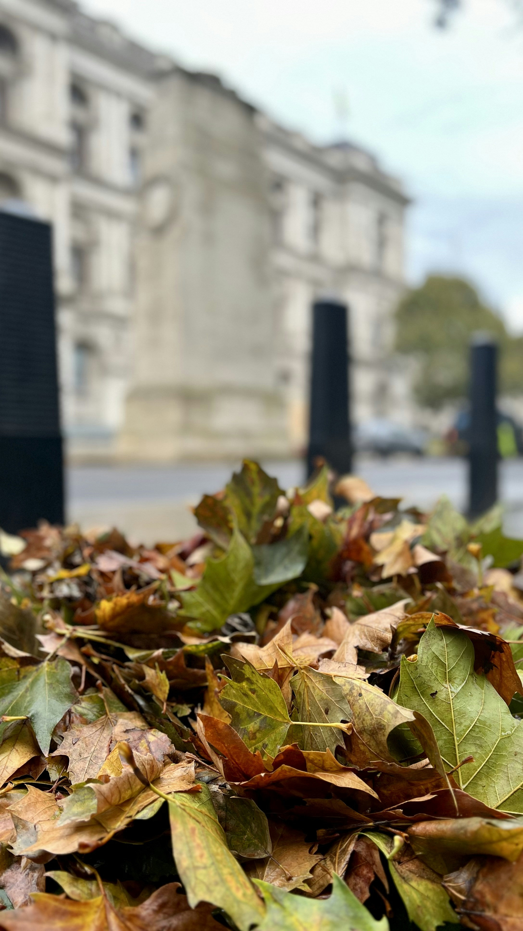 Pile of fallen autumn leaves in front of building