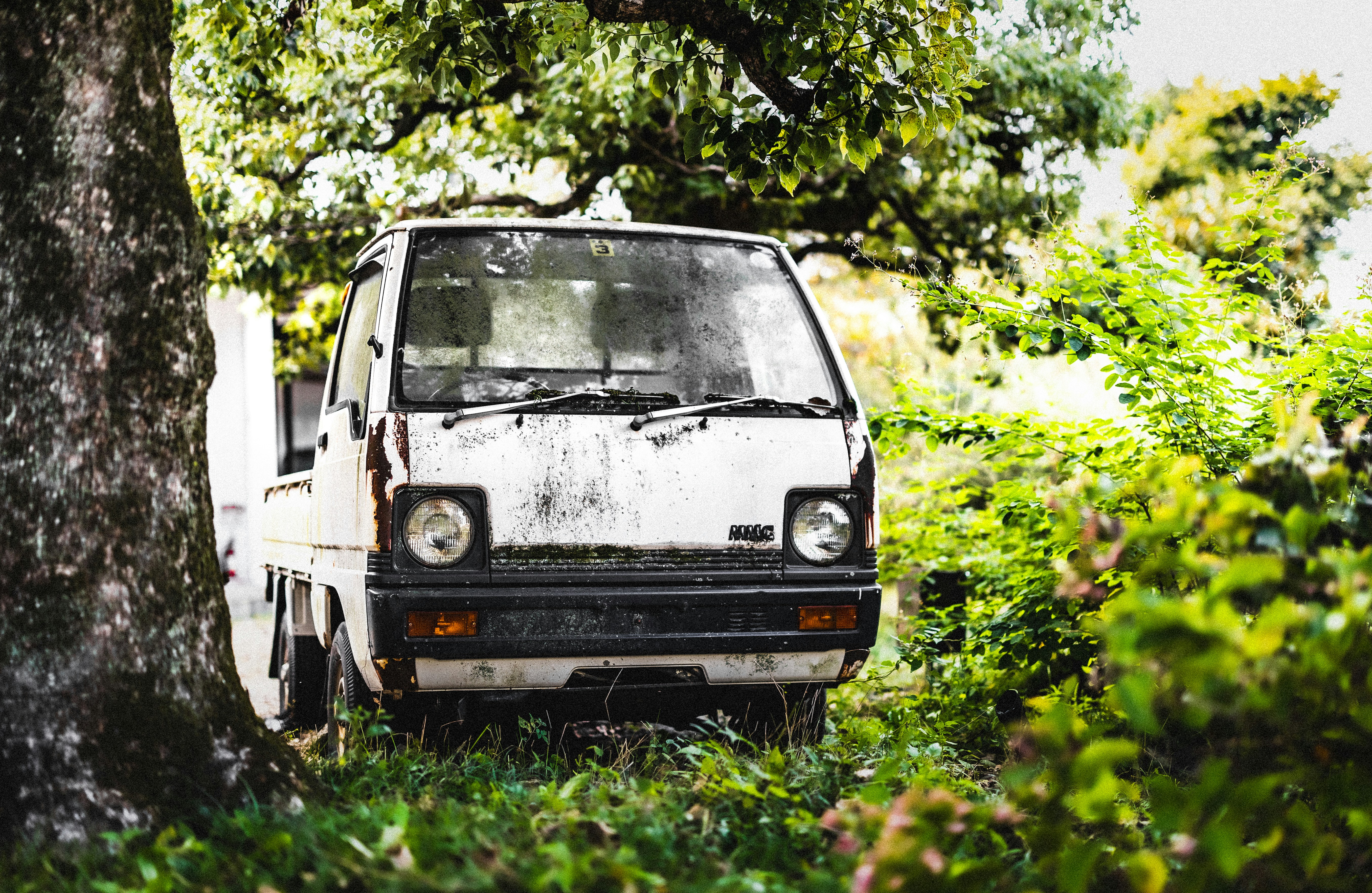 Old white truck parked under a tree