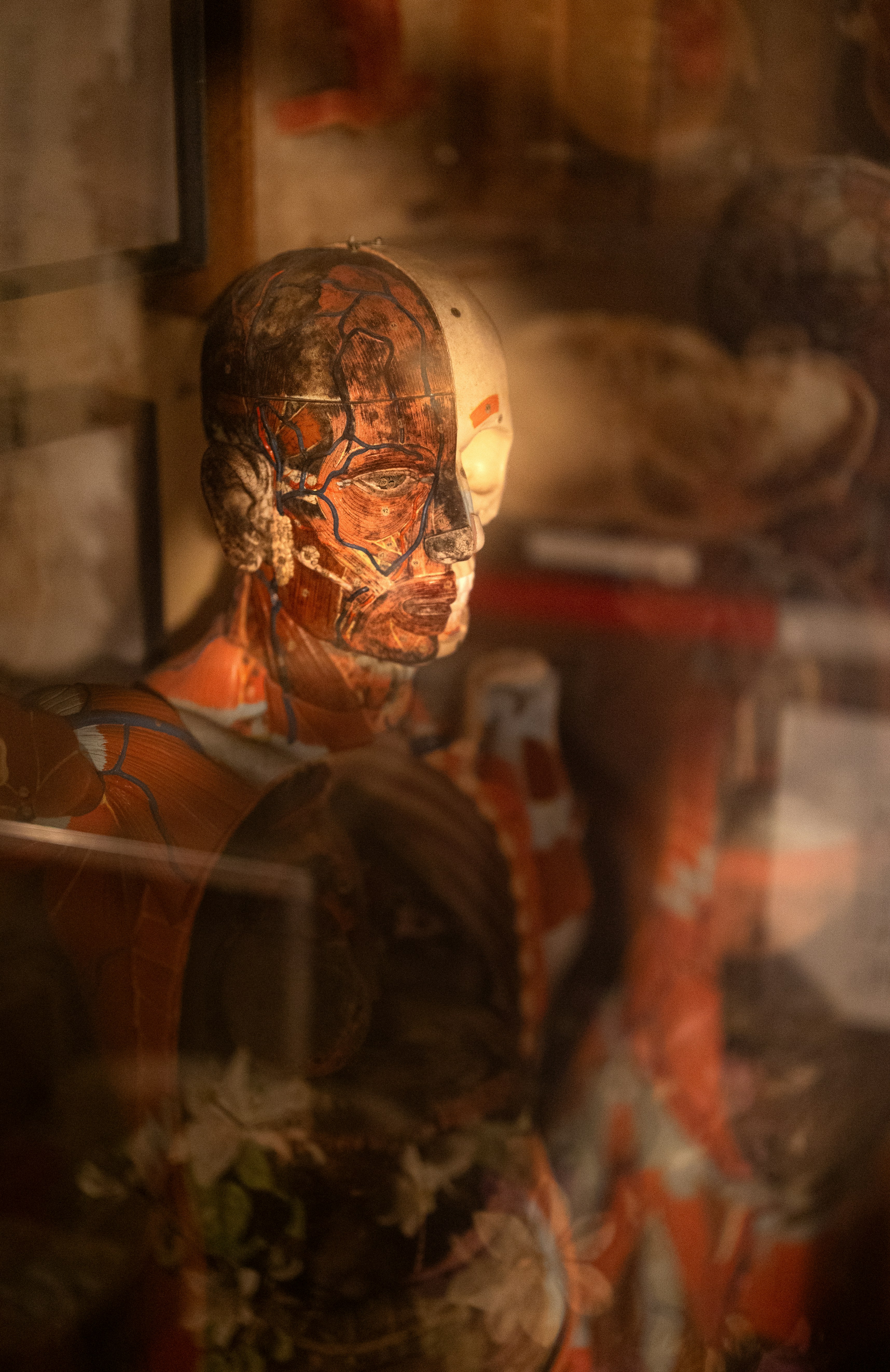 Anatomical model showing muscles and veins of the head.