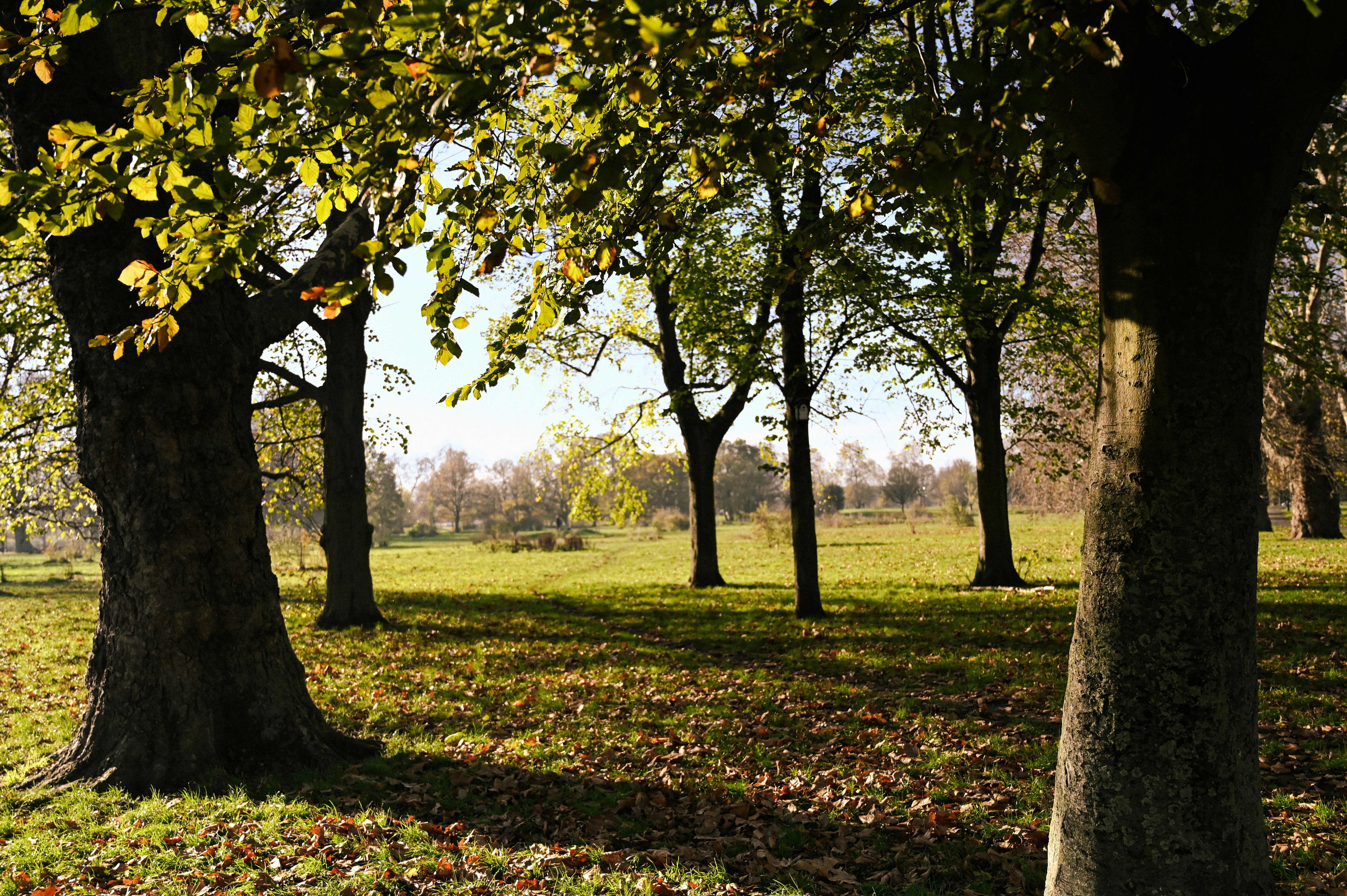 Photo by samirshadab10