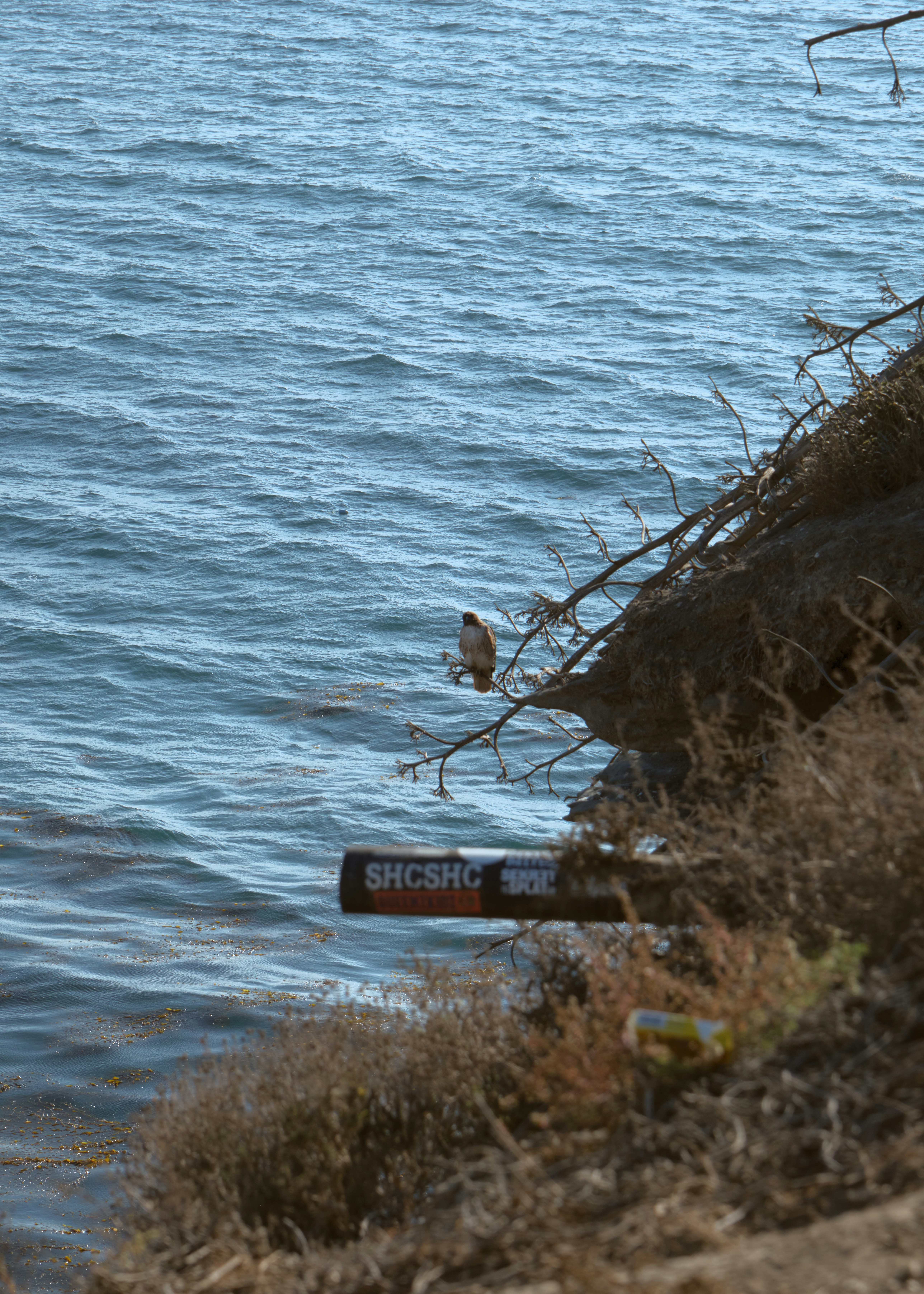 Uccello appollaiato su un ramo sopra l'acqua