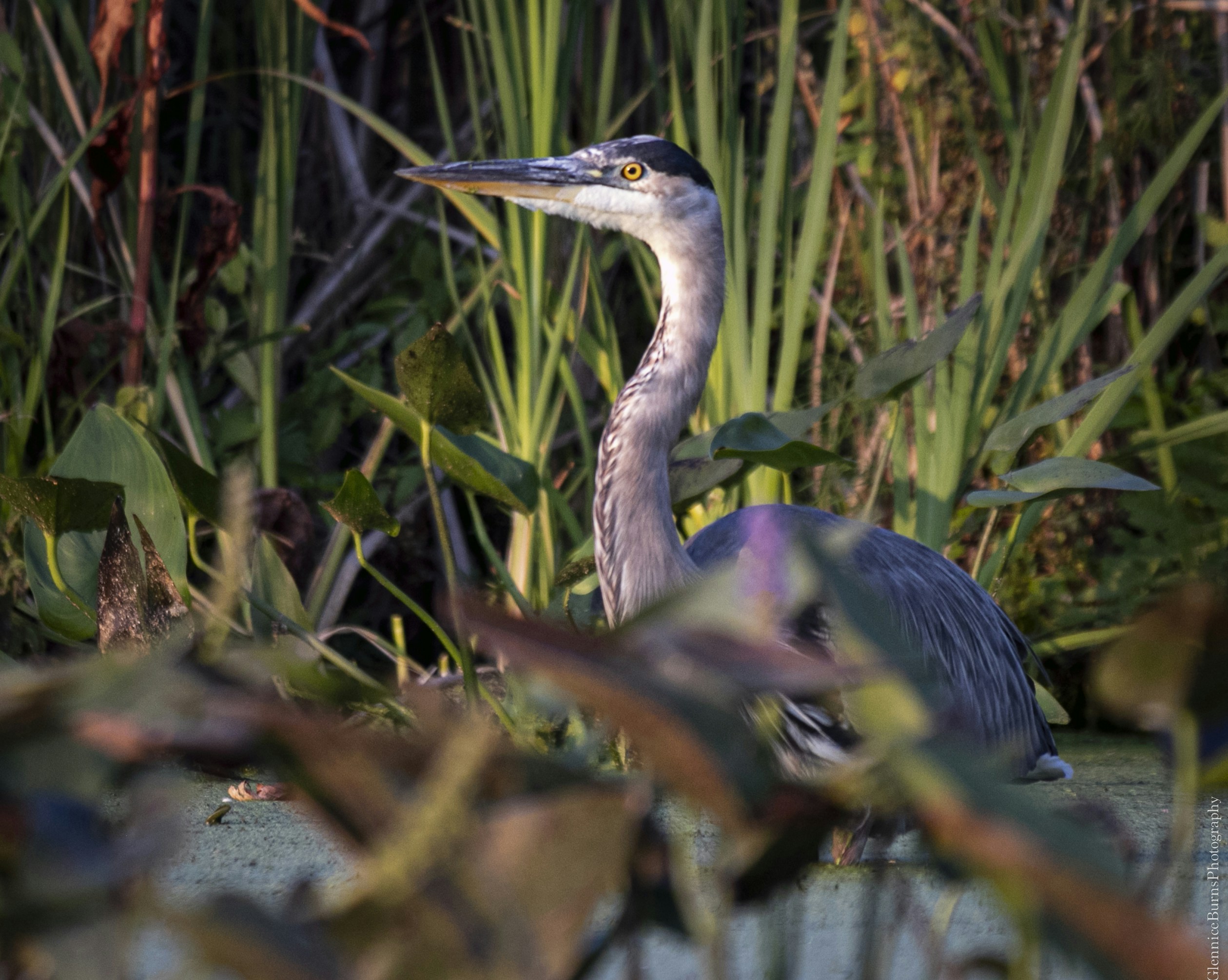 Photo by glenniceburns