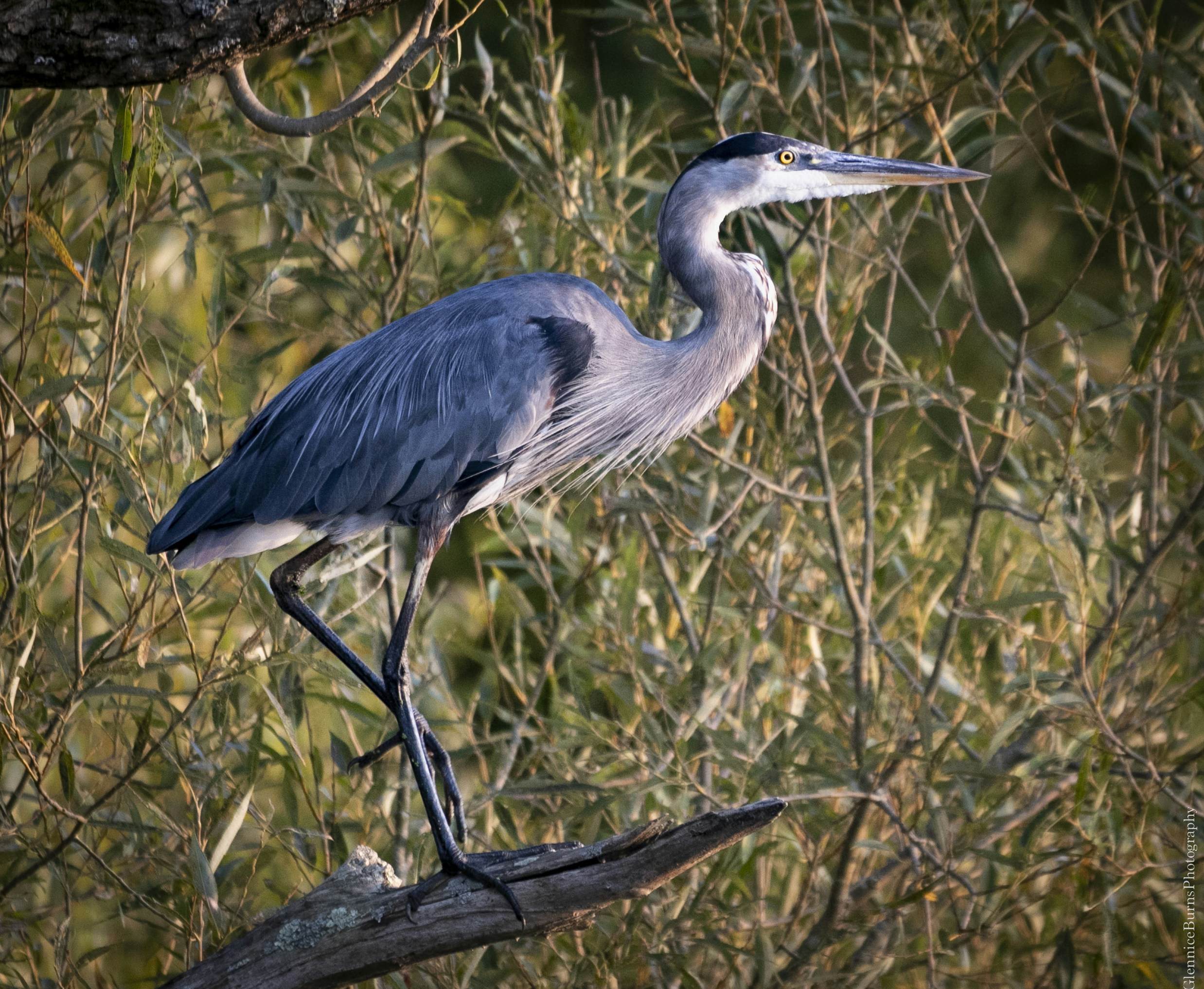 Photo by glenniceburns