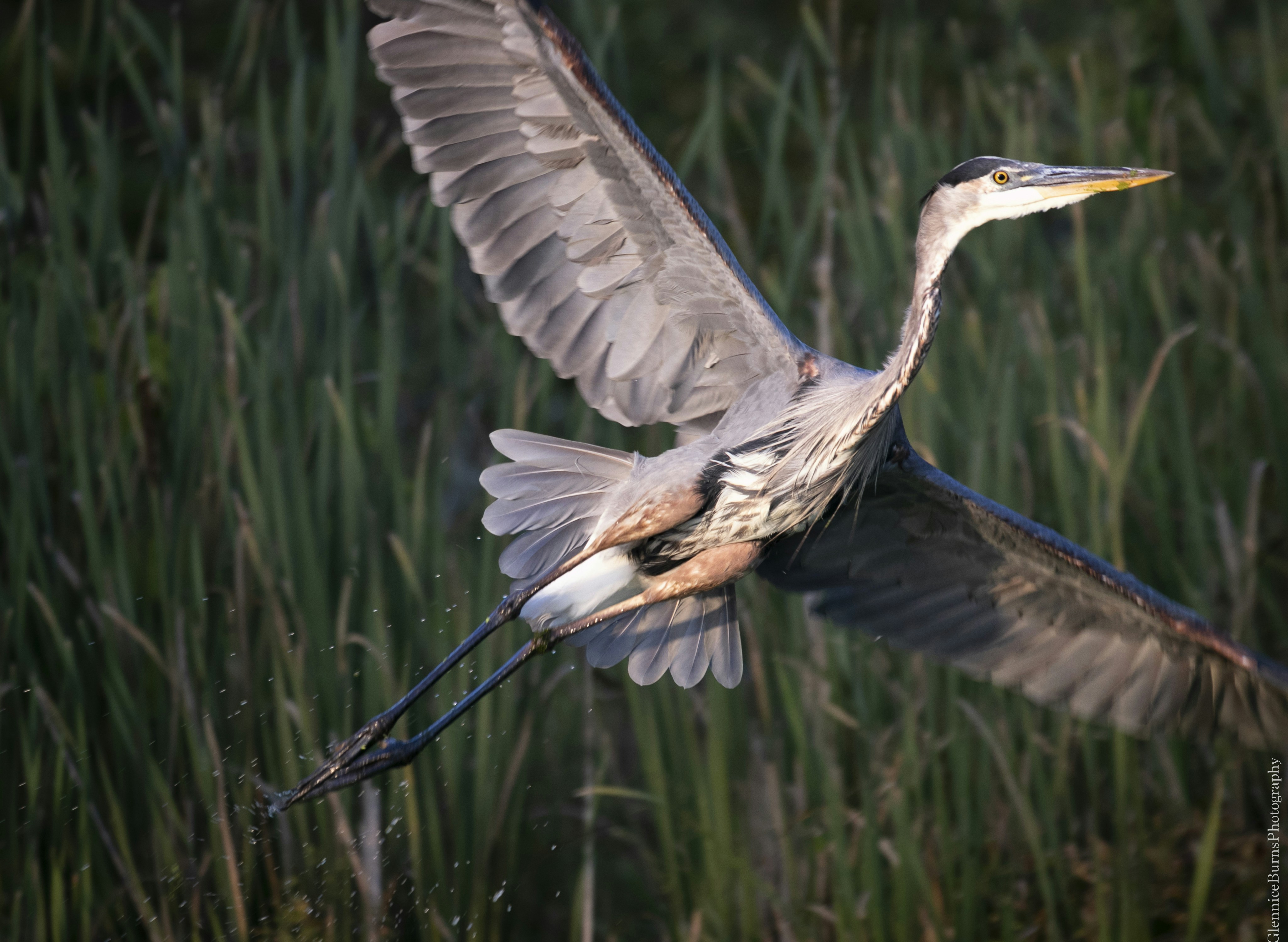 Photo by glenniceburns