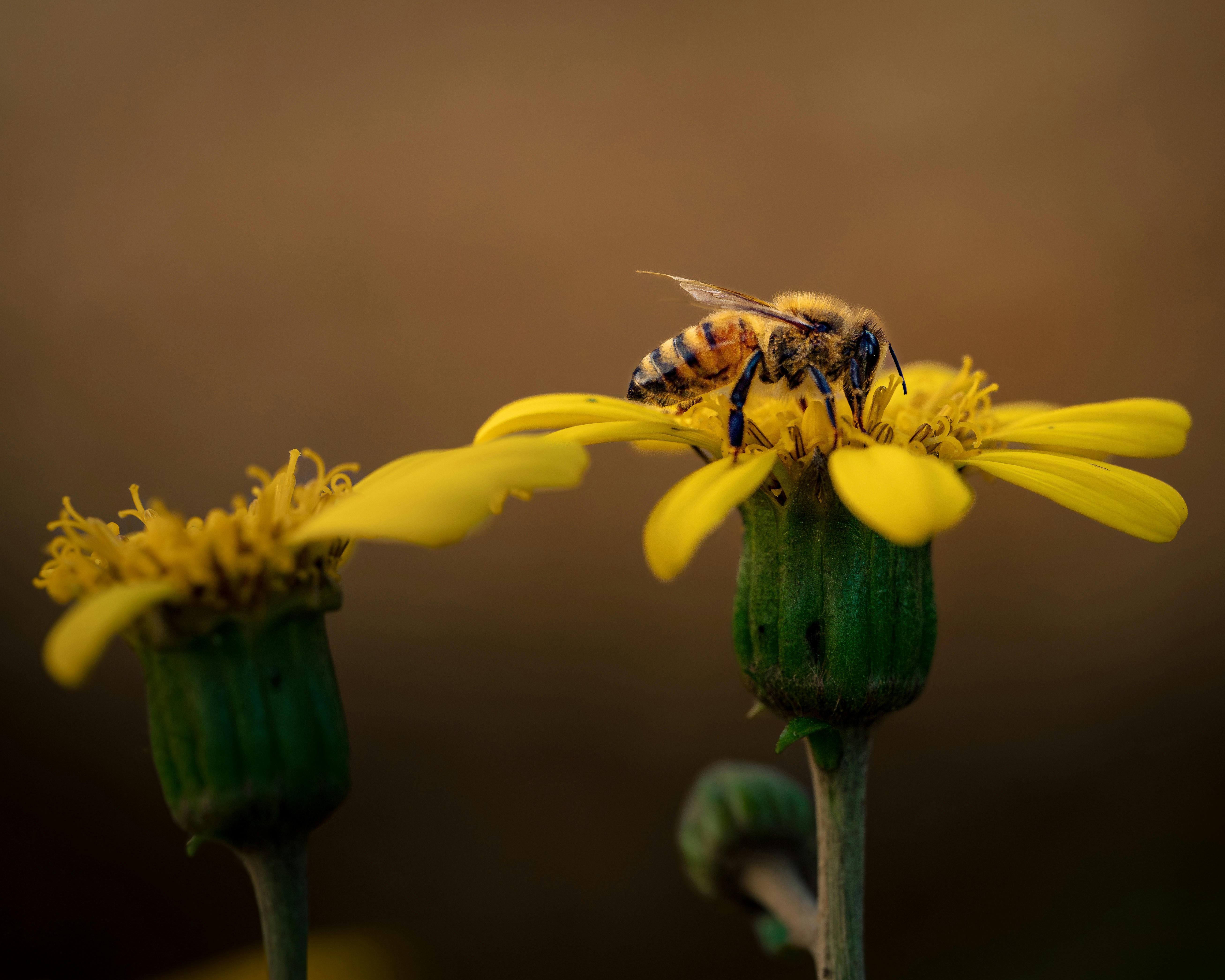 Photo by dkoplyk