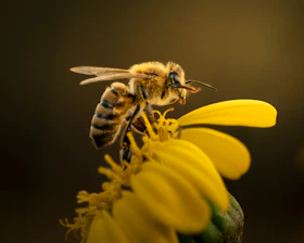 A bee on a yellow flower