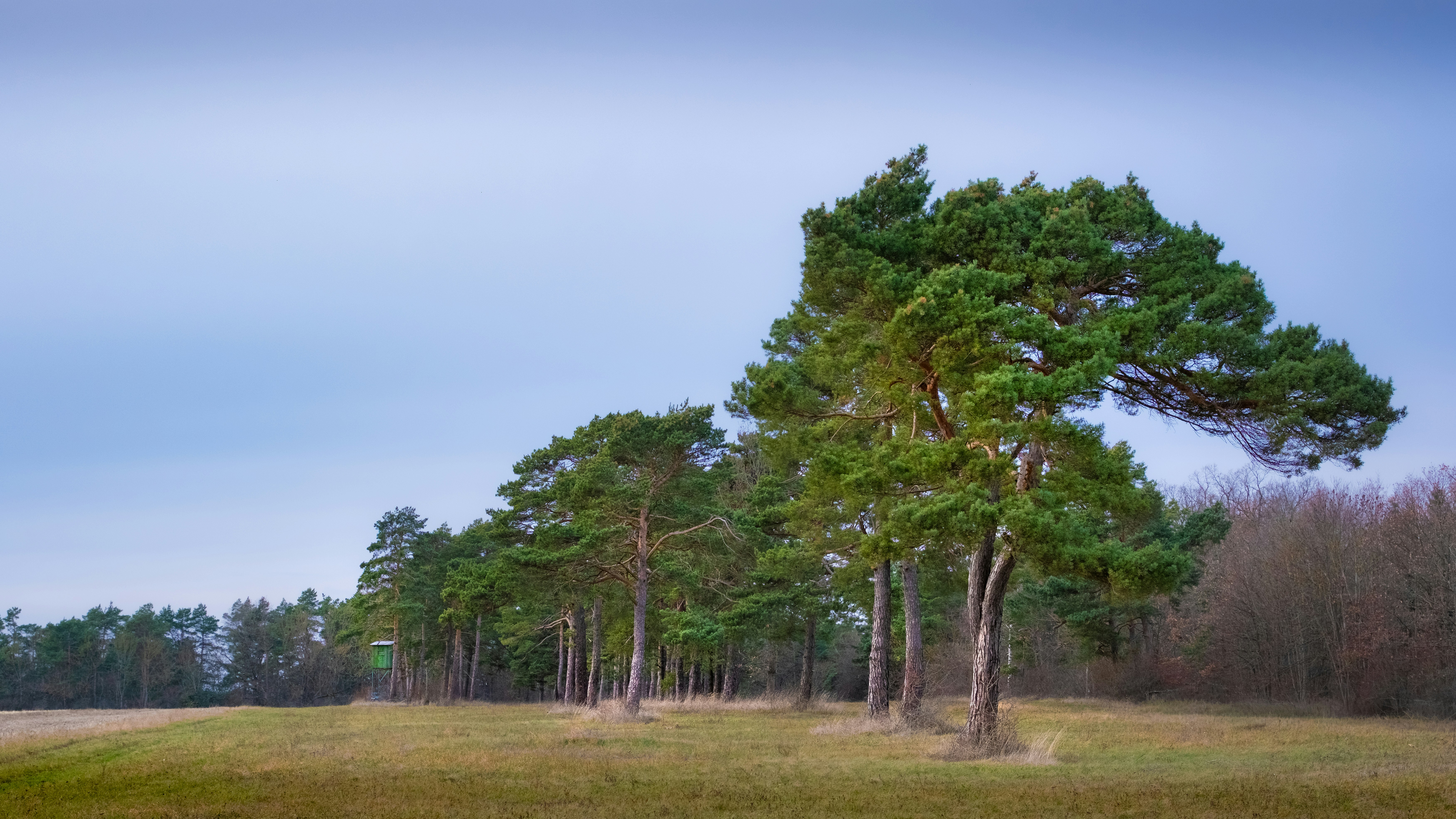 Pine trees in a grassy field under a cloudy sky
