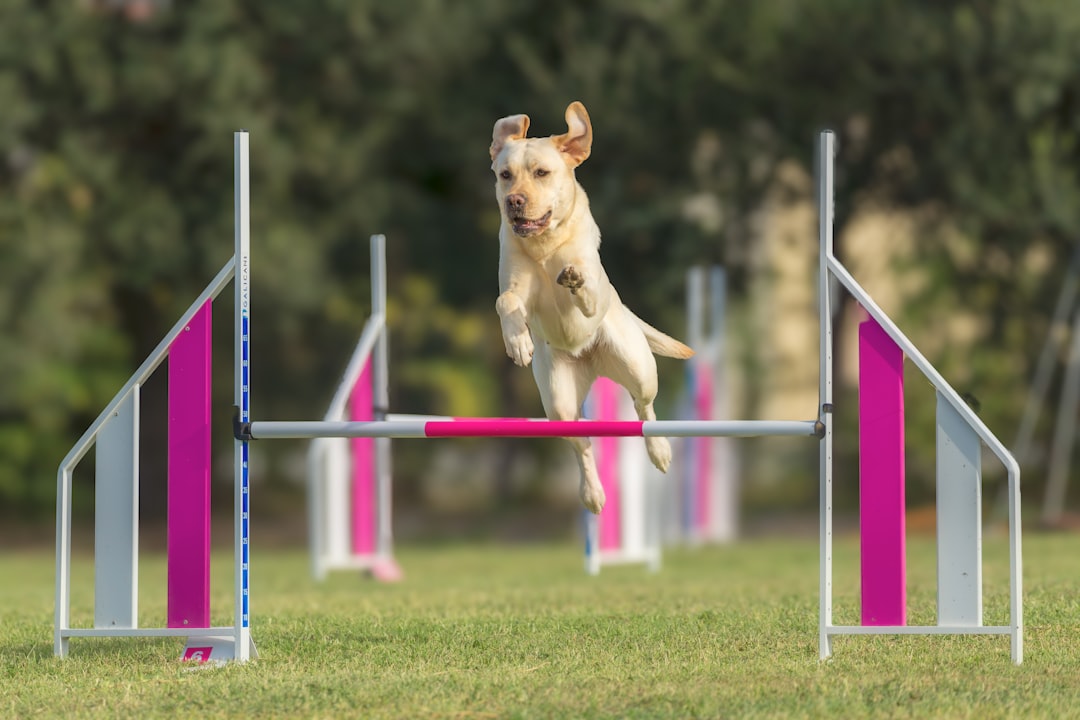 Yellow Labrador jumping over an agility bar during outdoor training