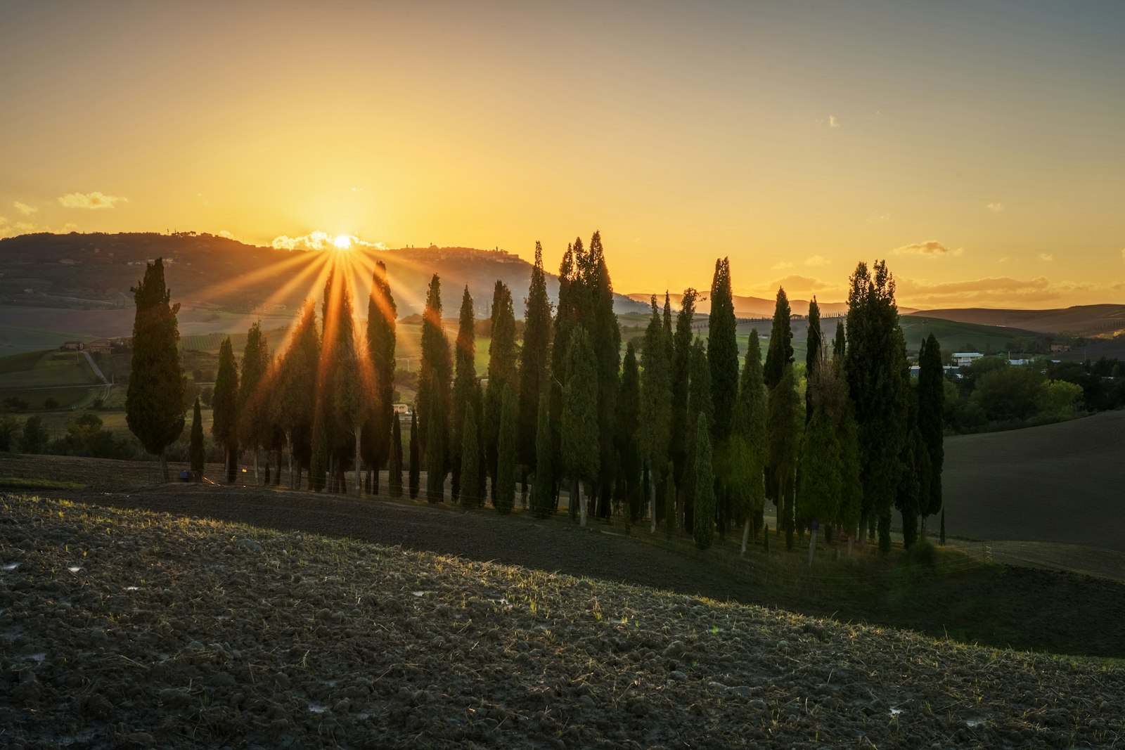 A cluster of cypress trees on a Tuscan ridge glowing in warm sunset light