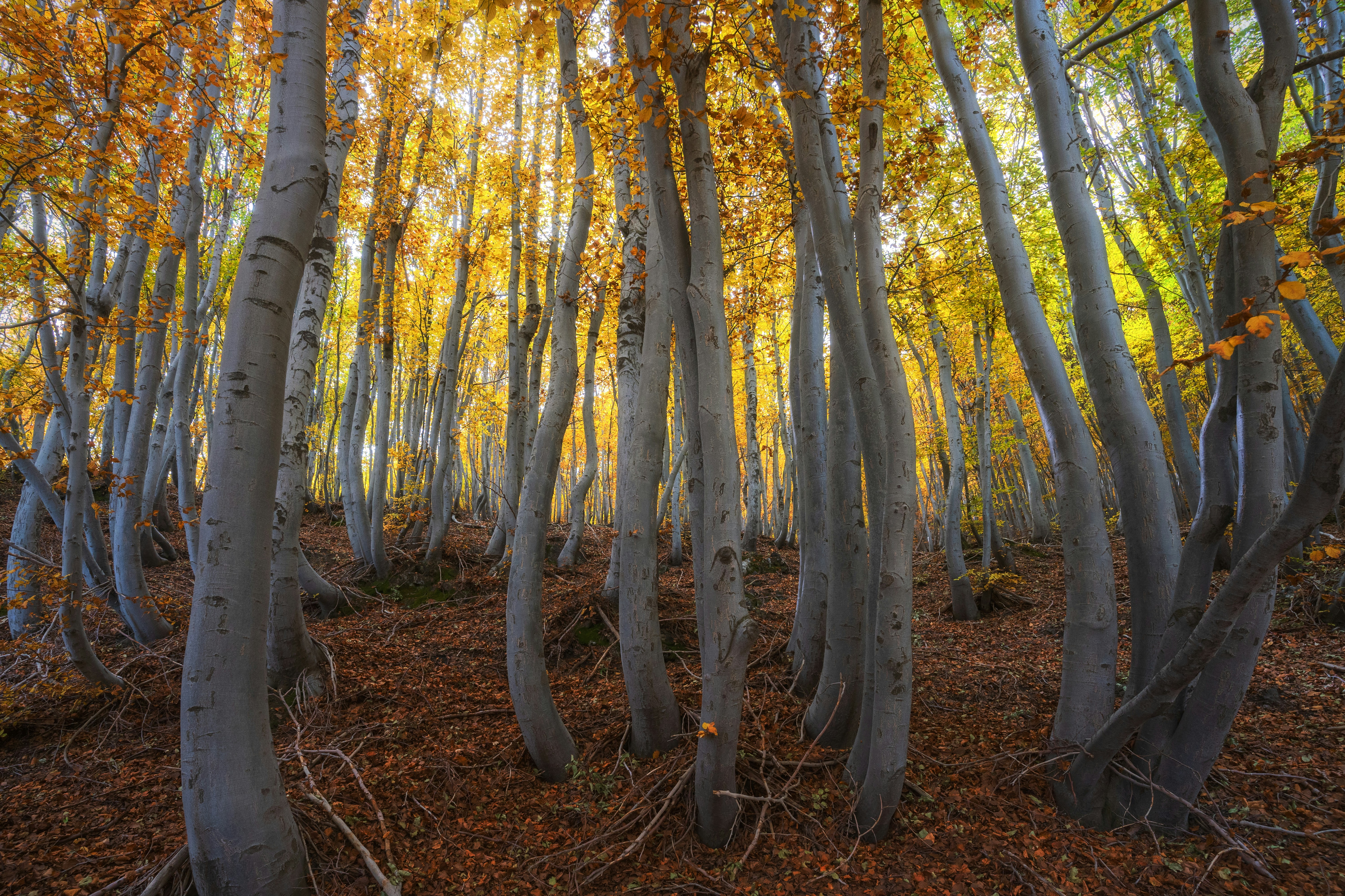 Photo by marcozzolo90