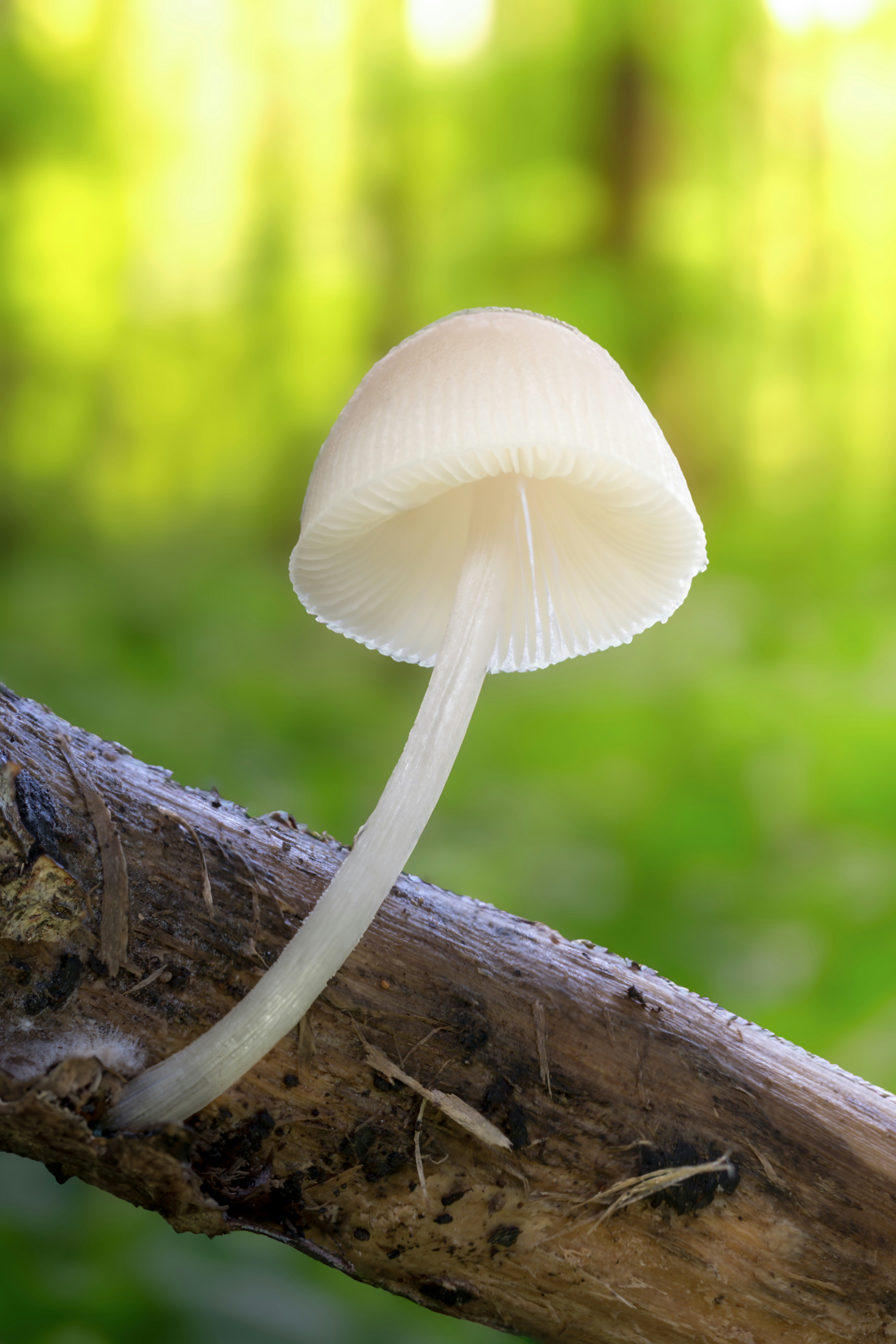 Photo by marcozzolo90