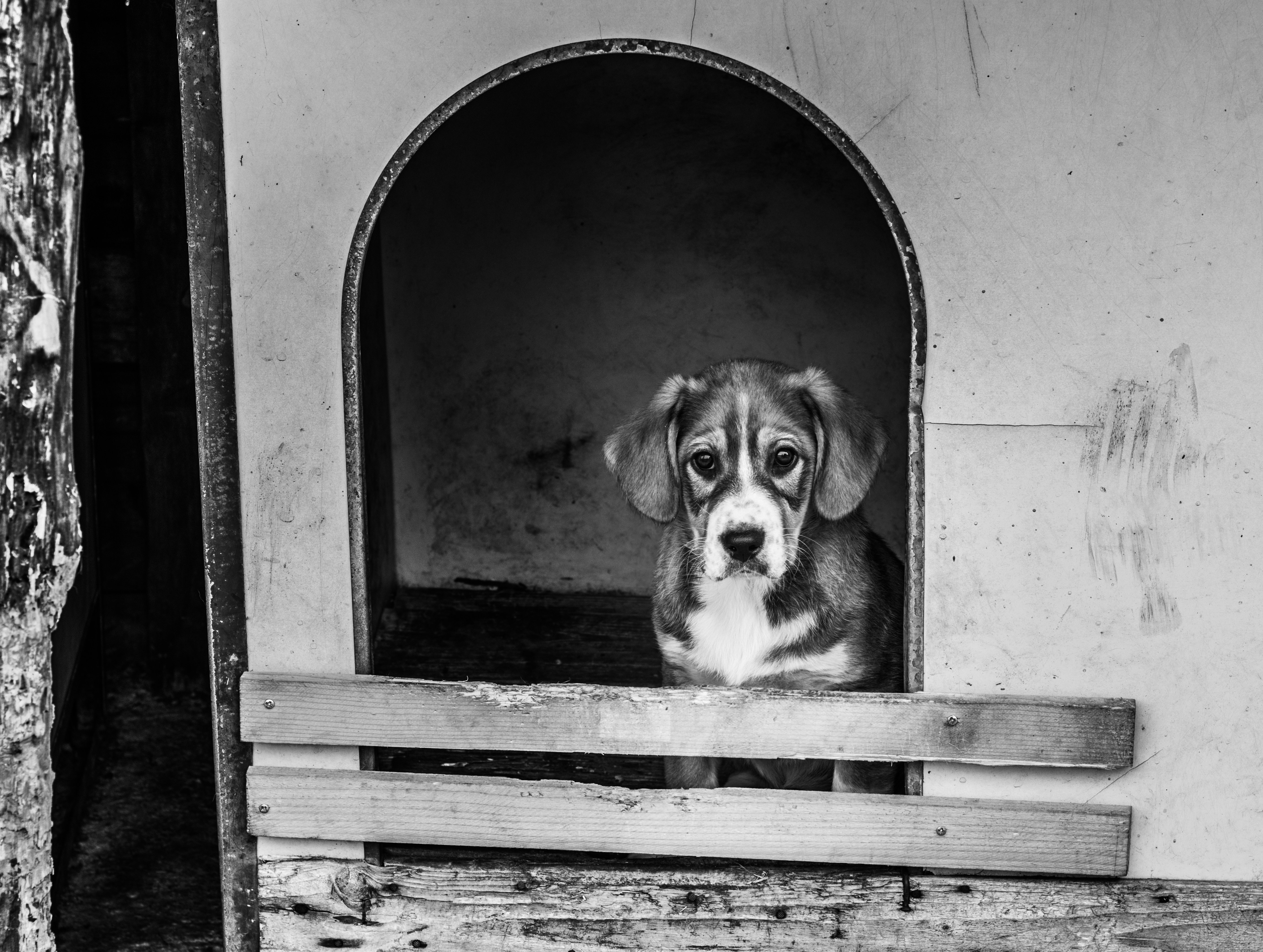 인천 유기동물 작년 4581마리 발생... 시, 보호시설 개보수 지원 나서