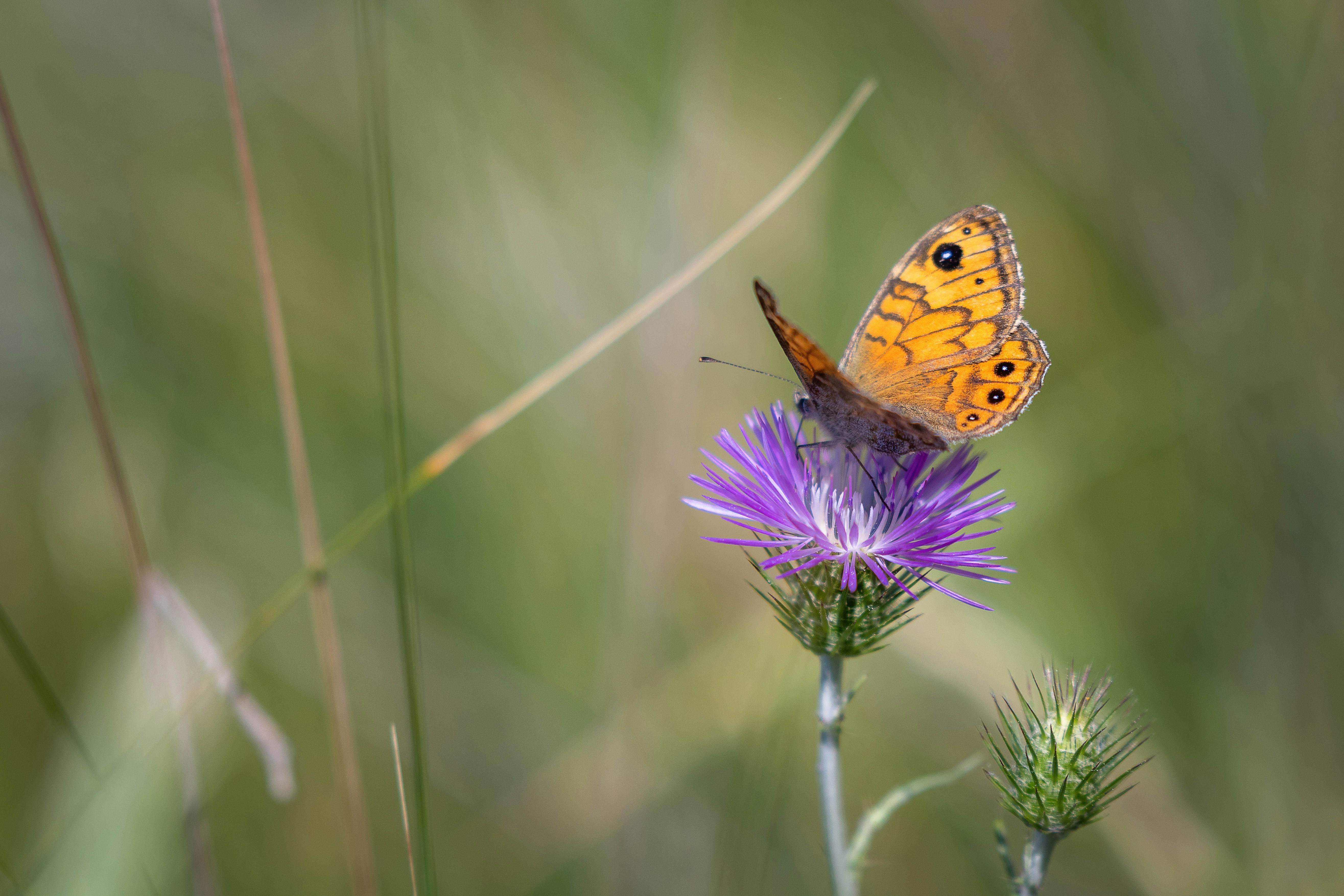 Photo by marcozzolo90