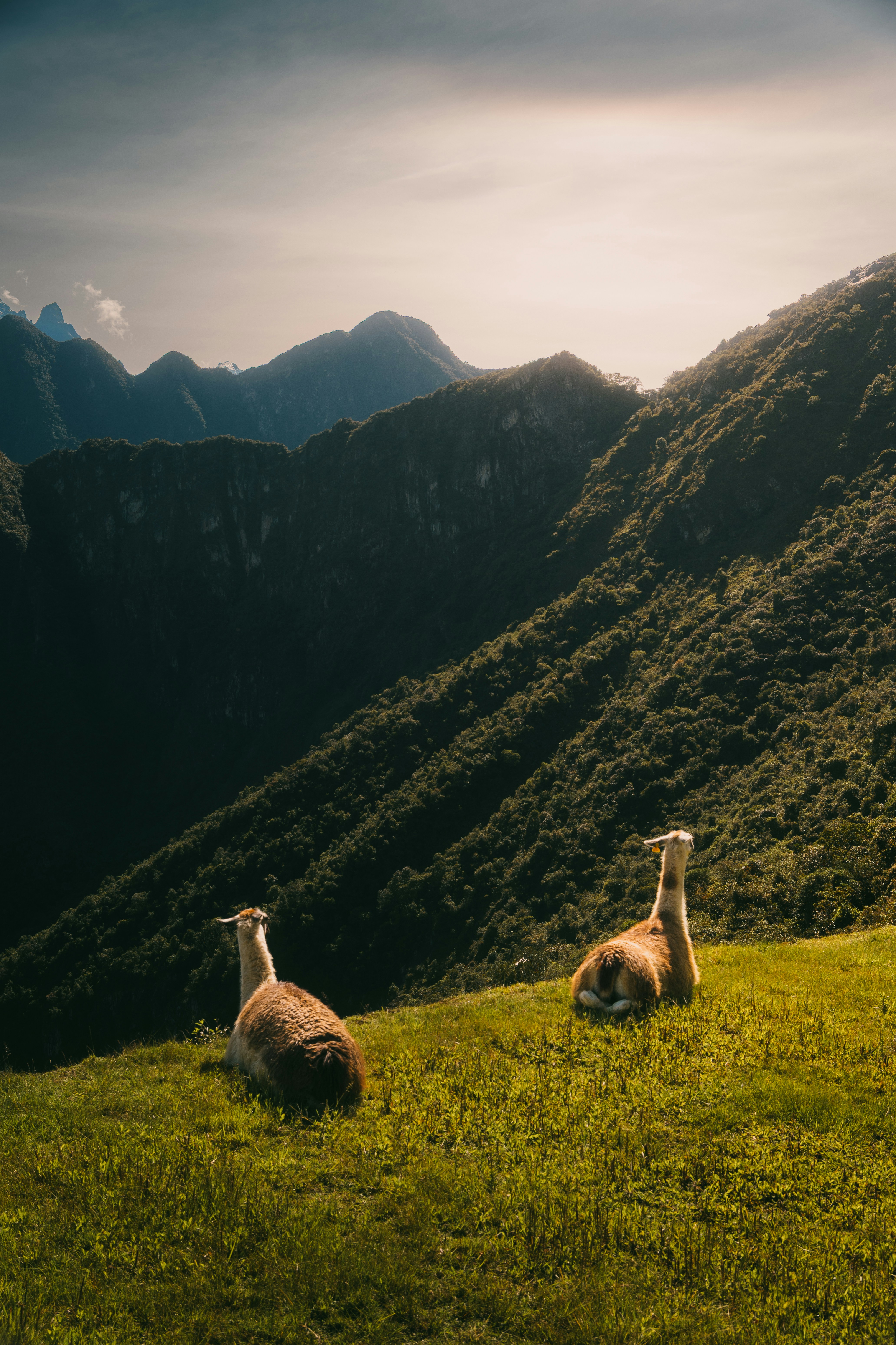 Day 4: Hydroelectric Route and Machu Picchu Sunrise