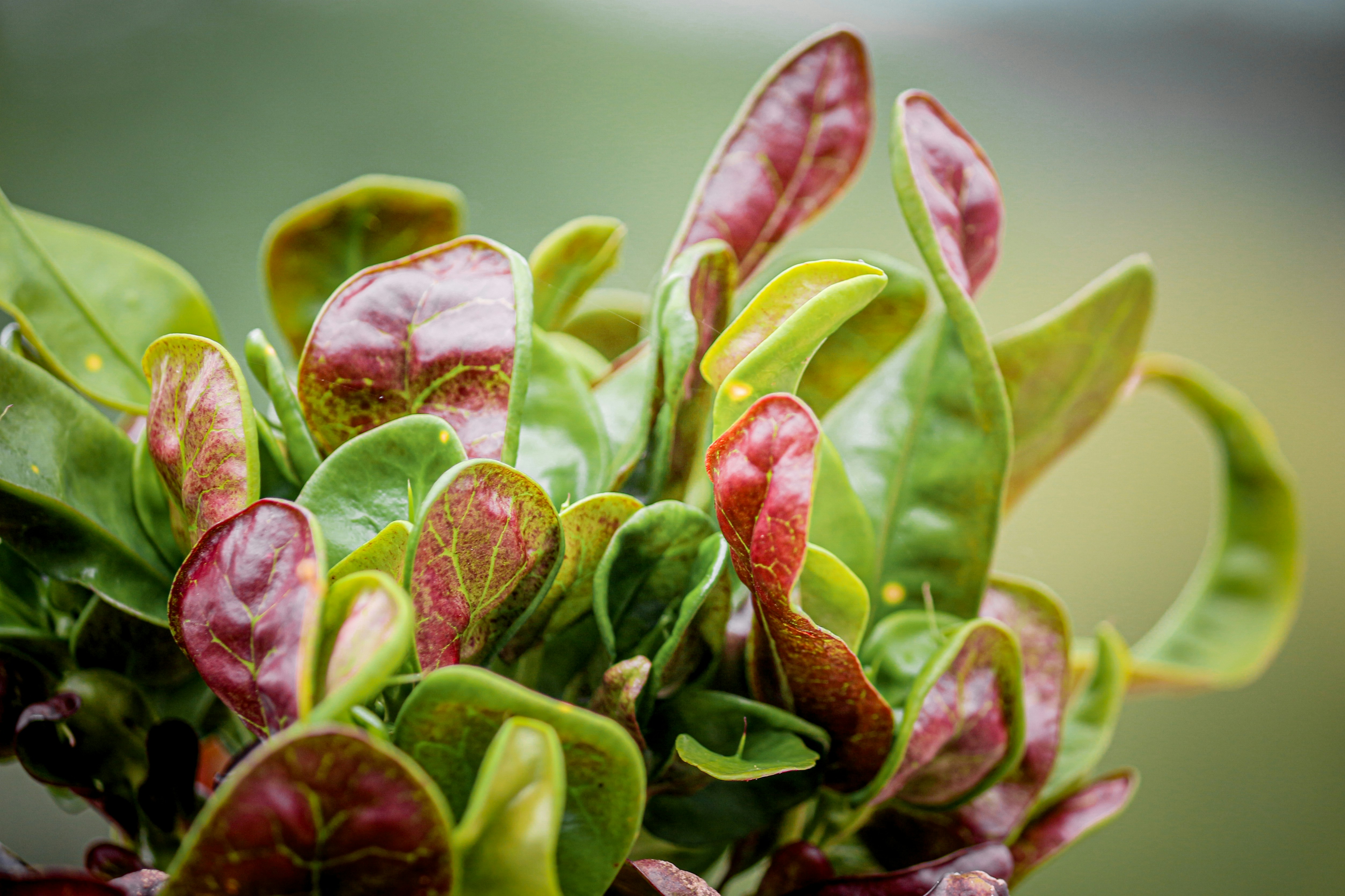 fresh pea shoots and radish microgreens ready for harvesting - microgreens almond joy bars