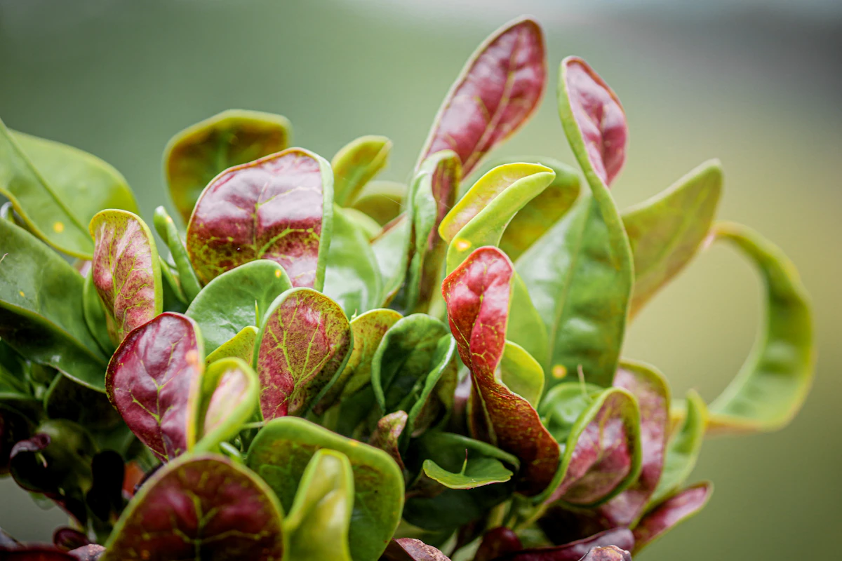 Croton Plant Care India Colorful Foliage Guide