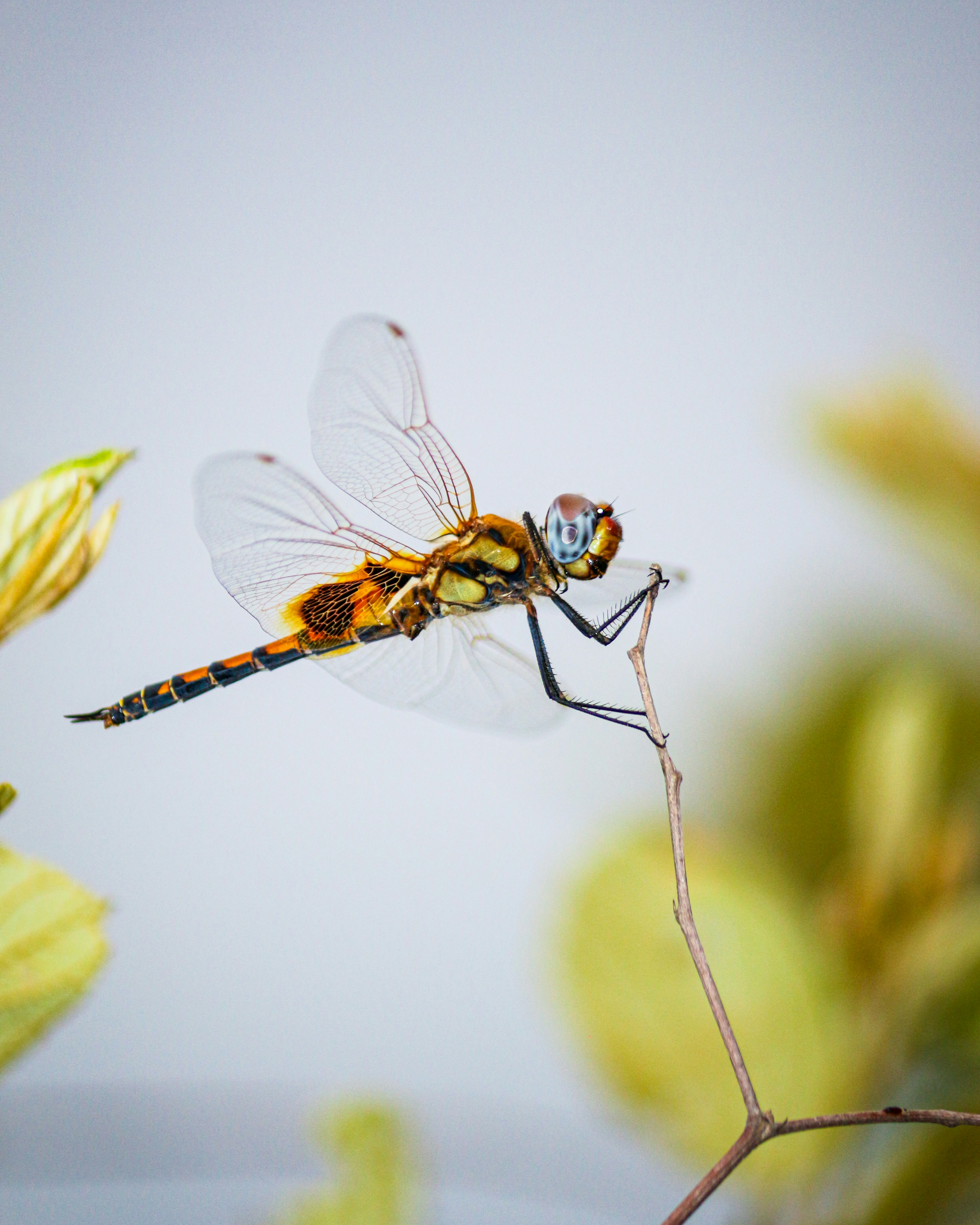 Photo by itsbiswanath