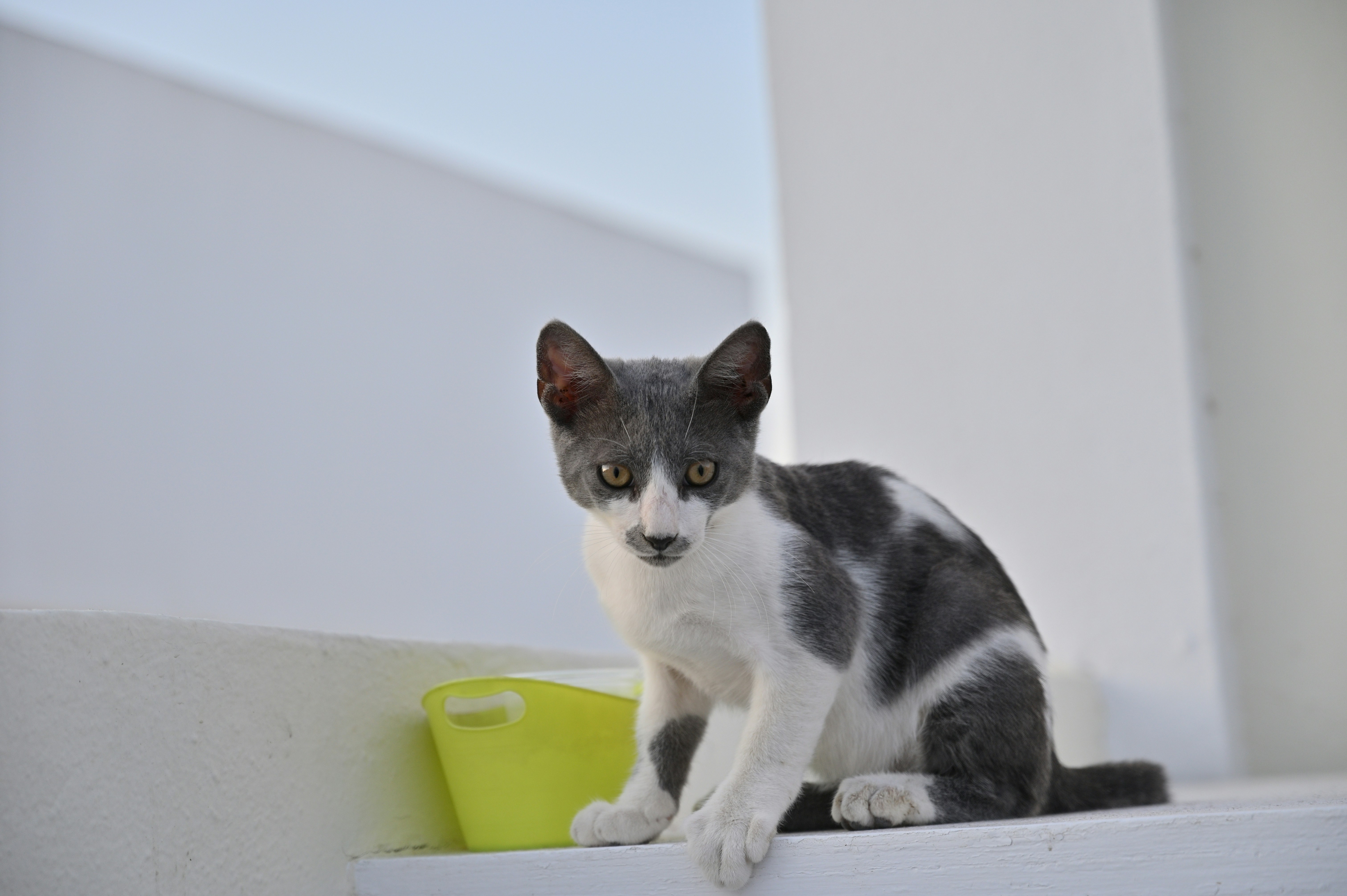 A grey and white cat sits on a ledge.