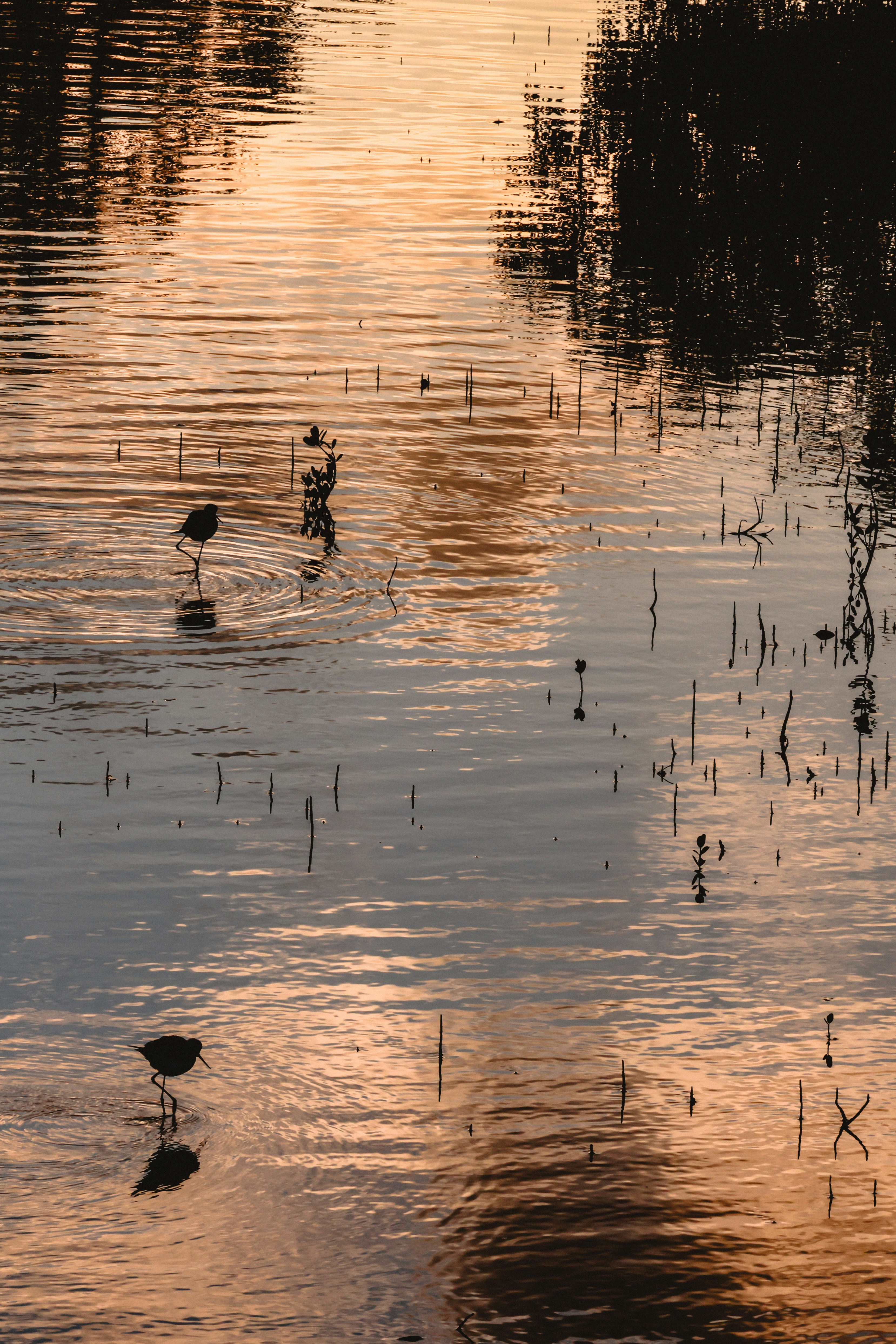 Photo by dickenslin76