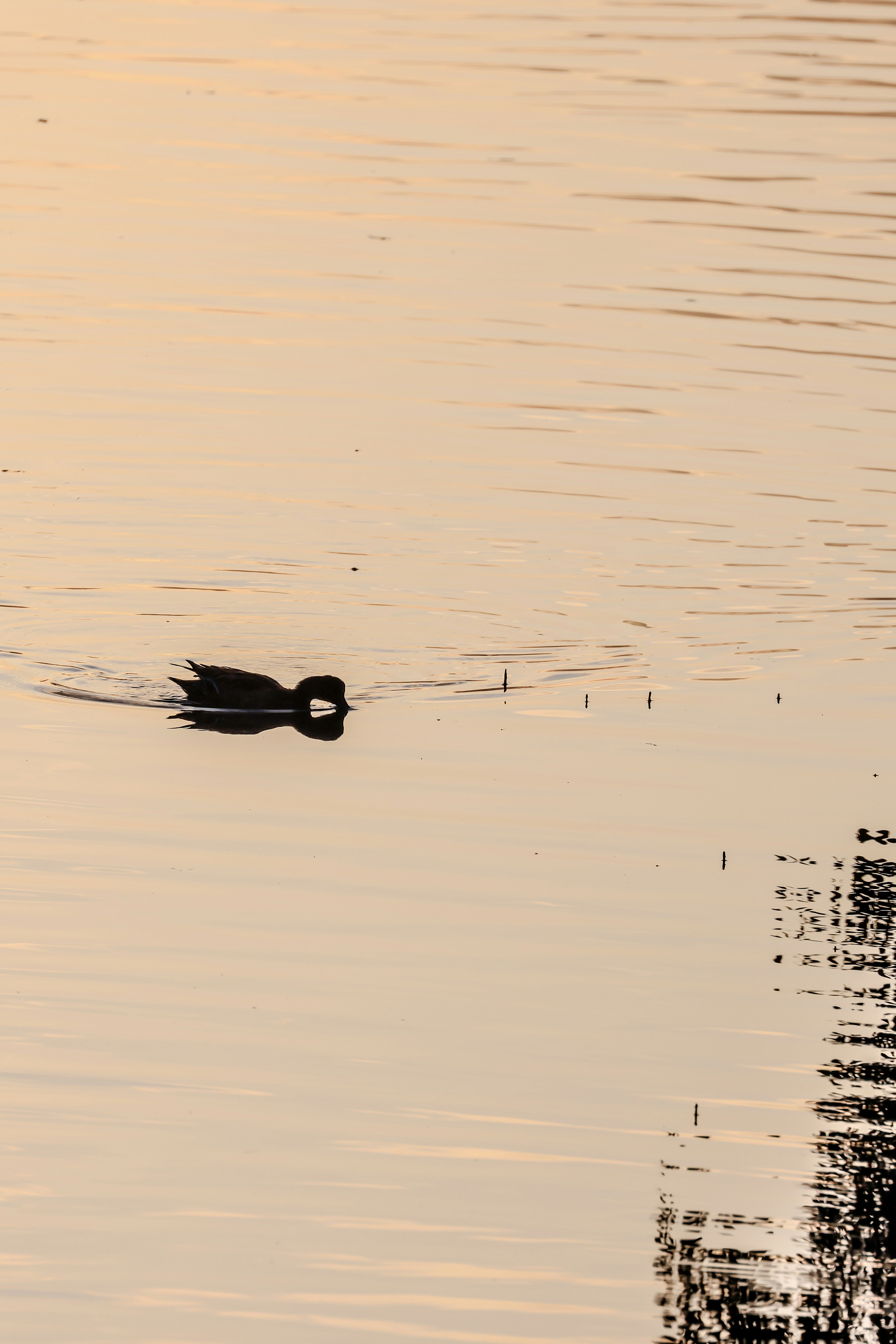 Photo by dickenslin76