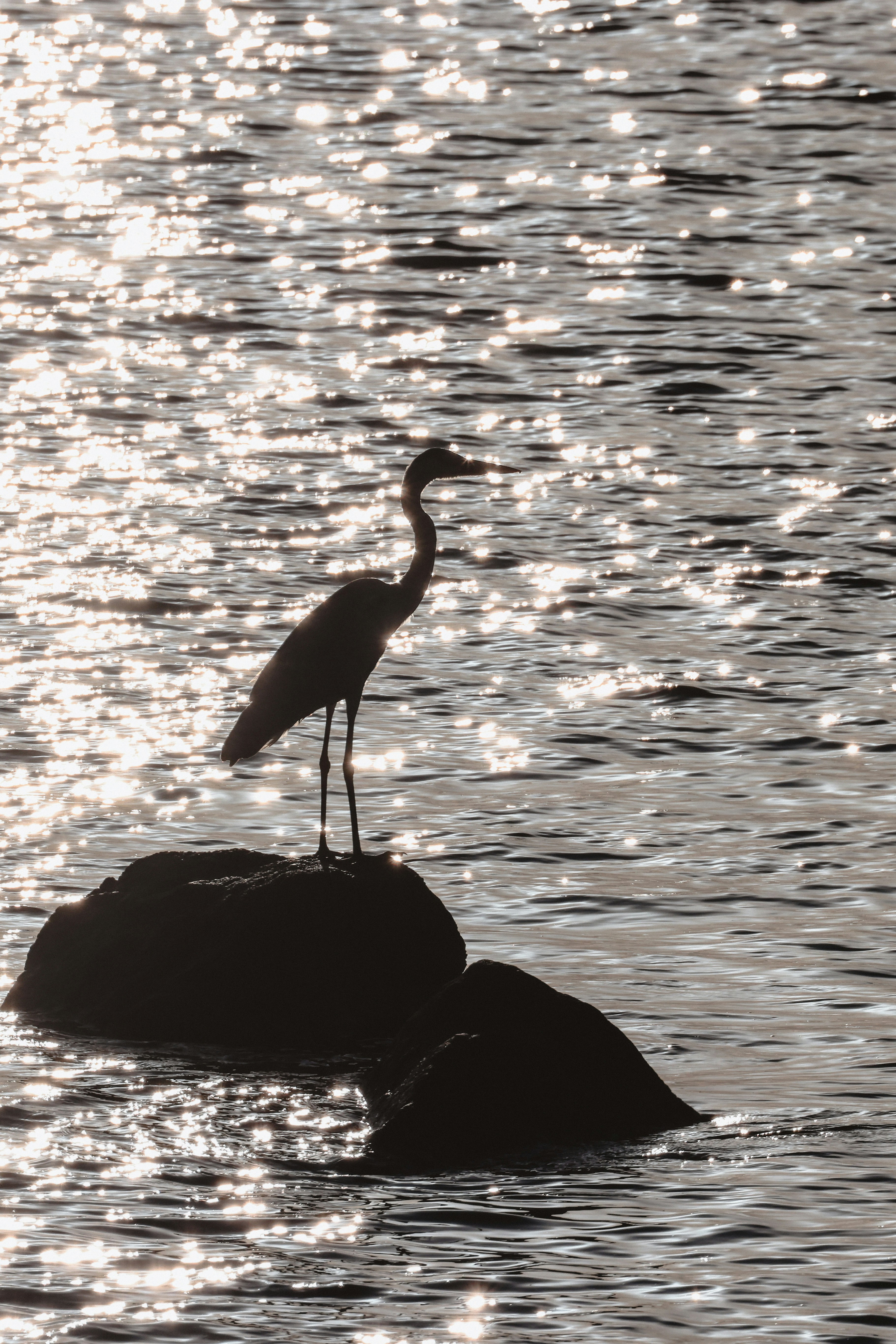 Photo by dickenslin76