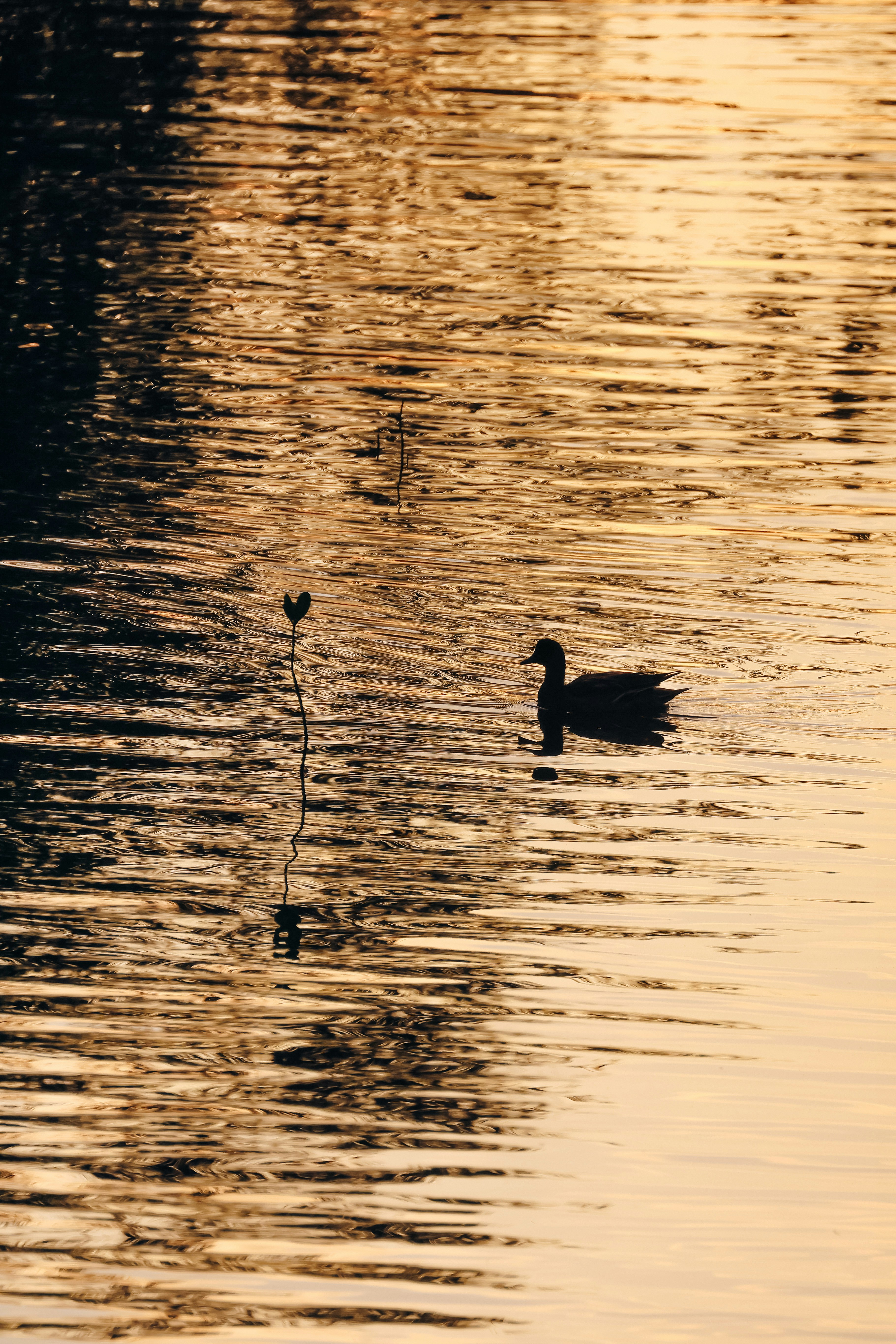 Photo by dickenslin76