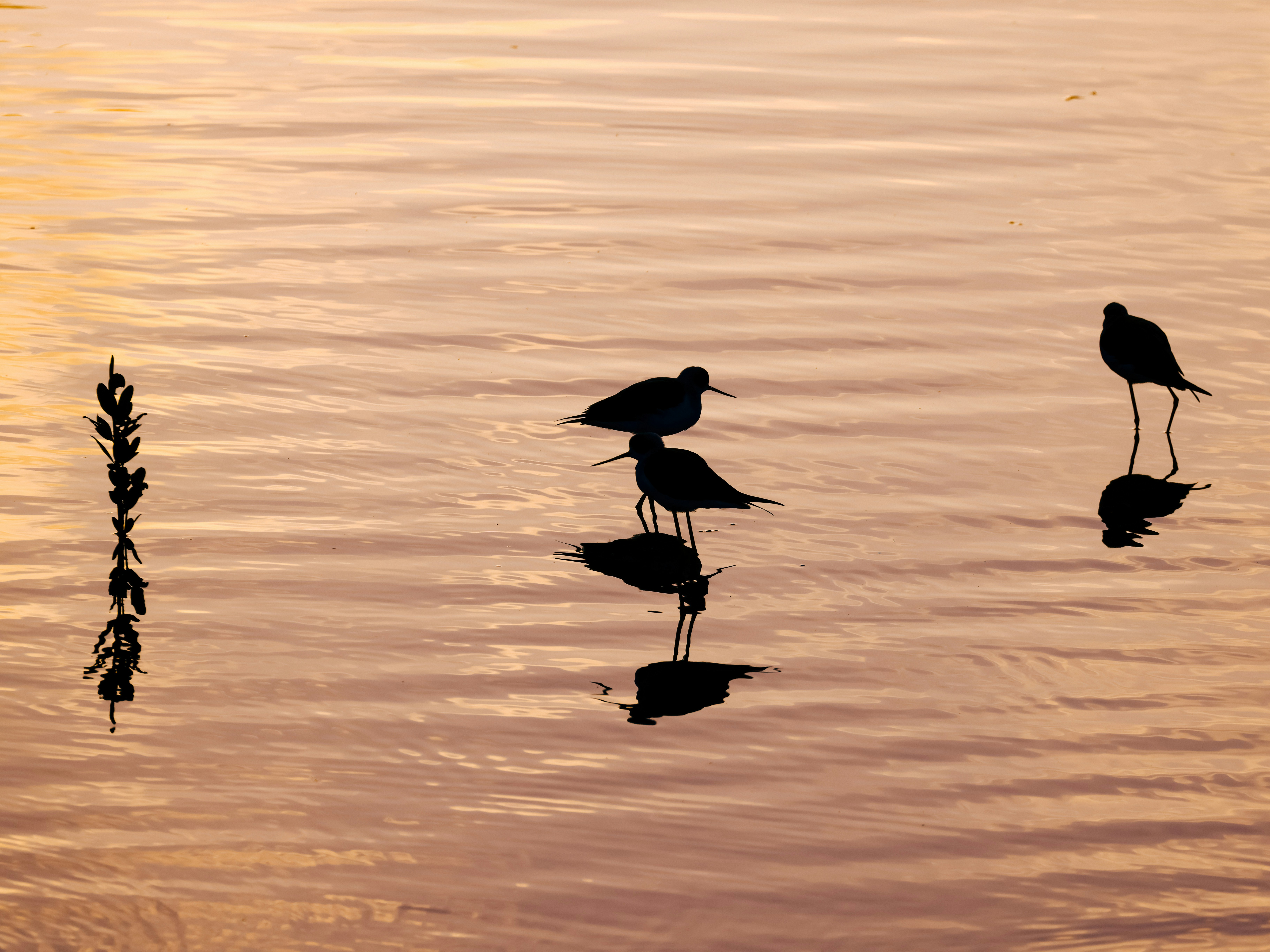 Photo by dickenslin76