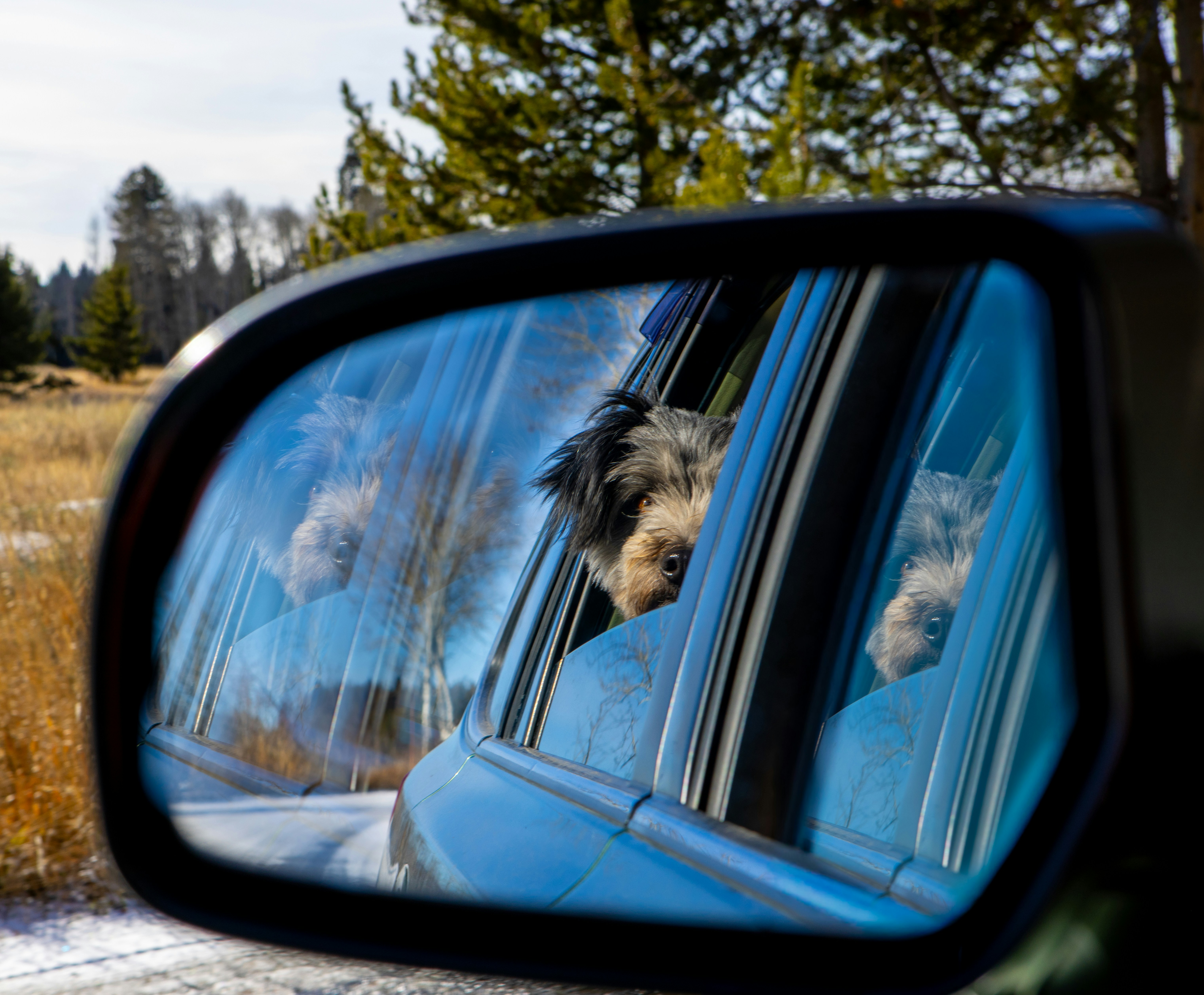 Dog looking out car window in side mirror