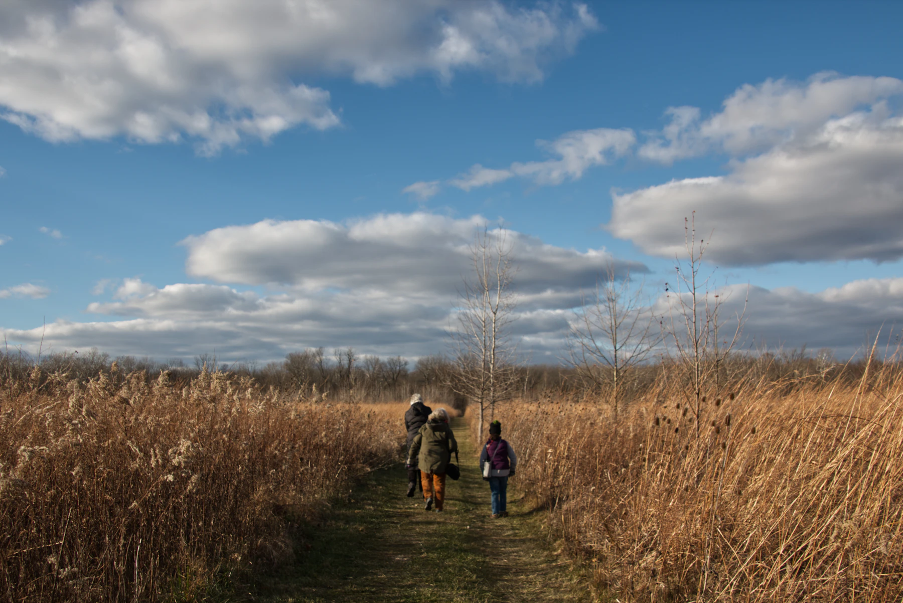 Three people walking together along a path through tall dry grass, seen from behind