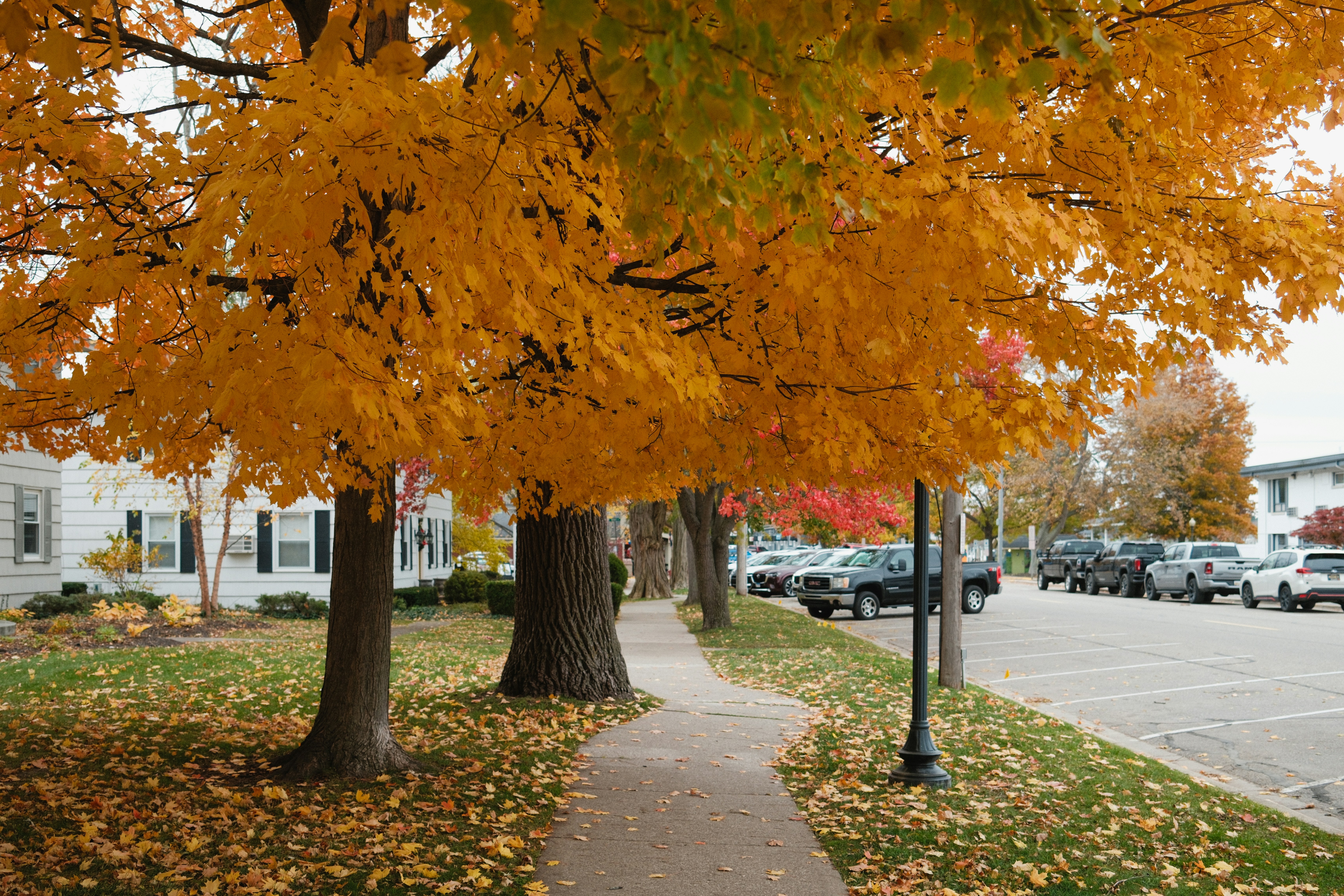 Árboles otoñales bordean una acera con hojas caídas.