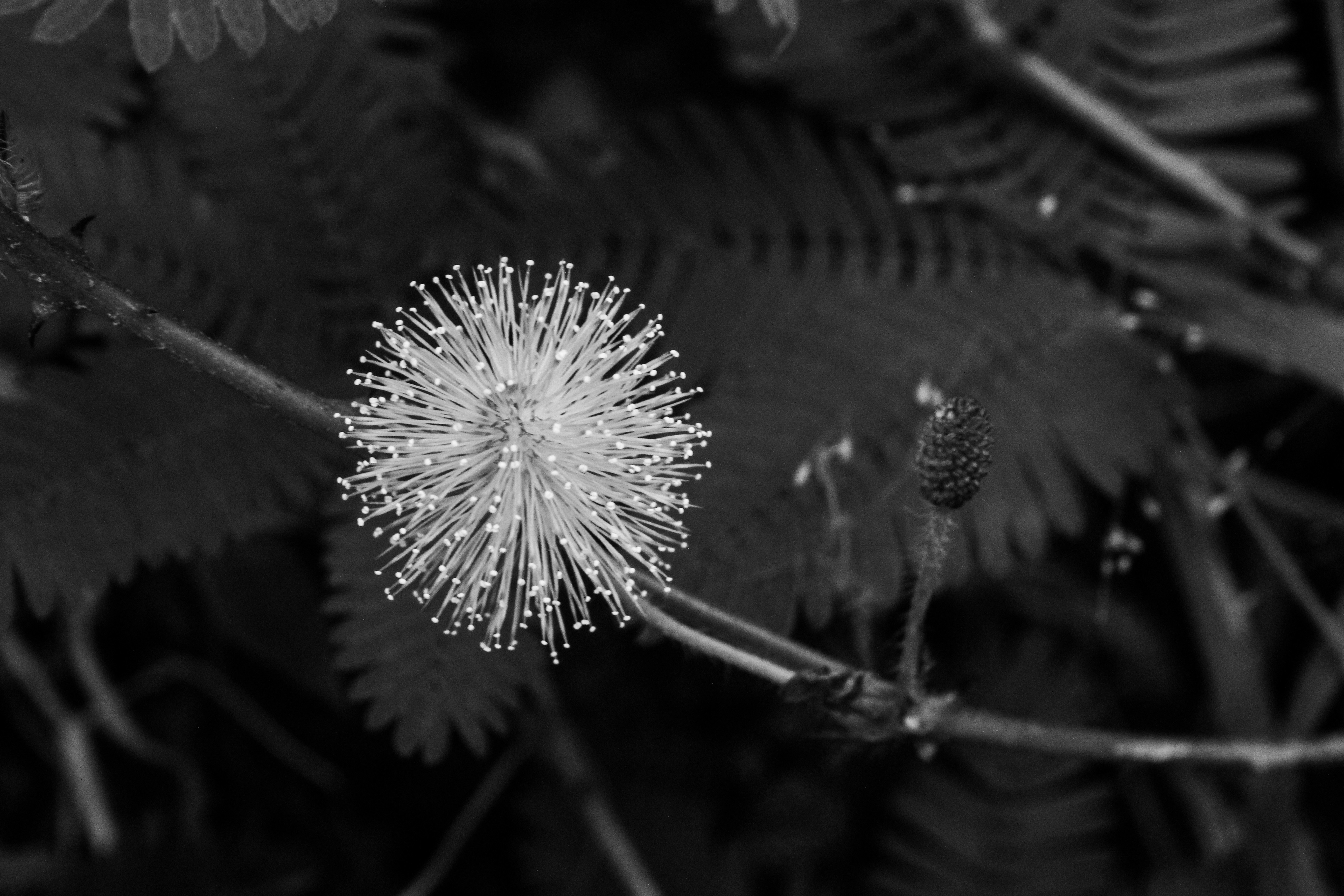 Photo by photogitthi