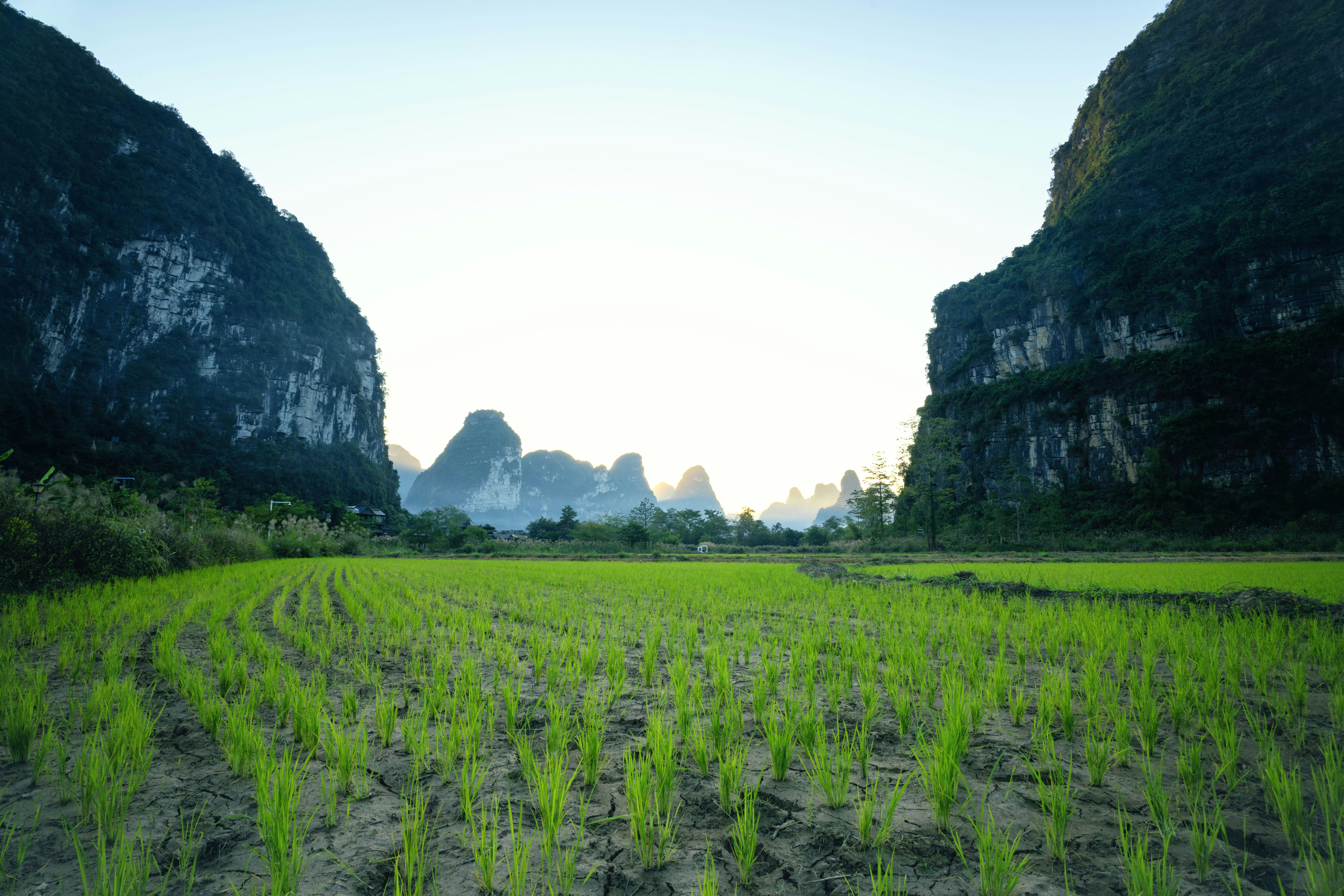 Green rice field between karst mountains at sunrise