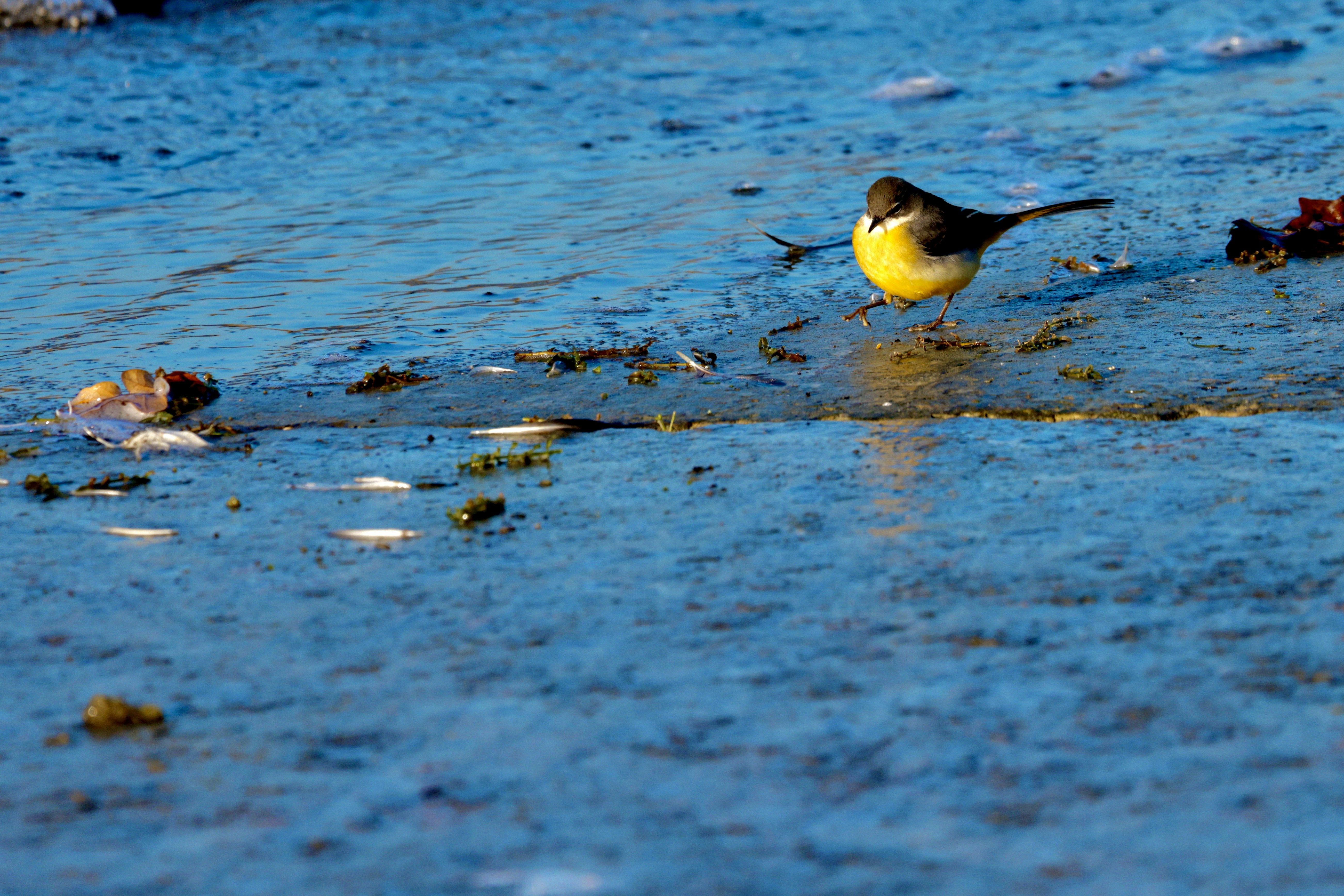 A small bird stands on a frozen surface.