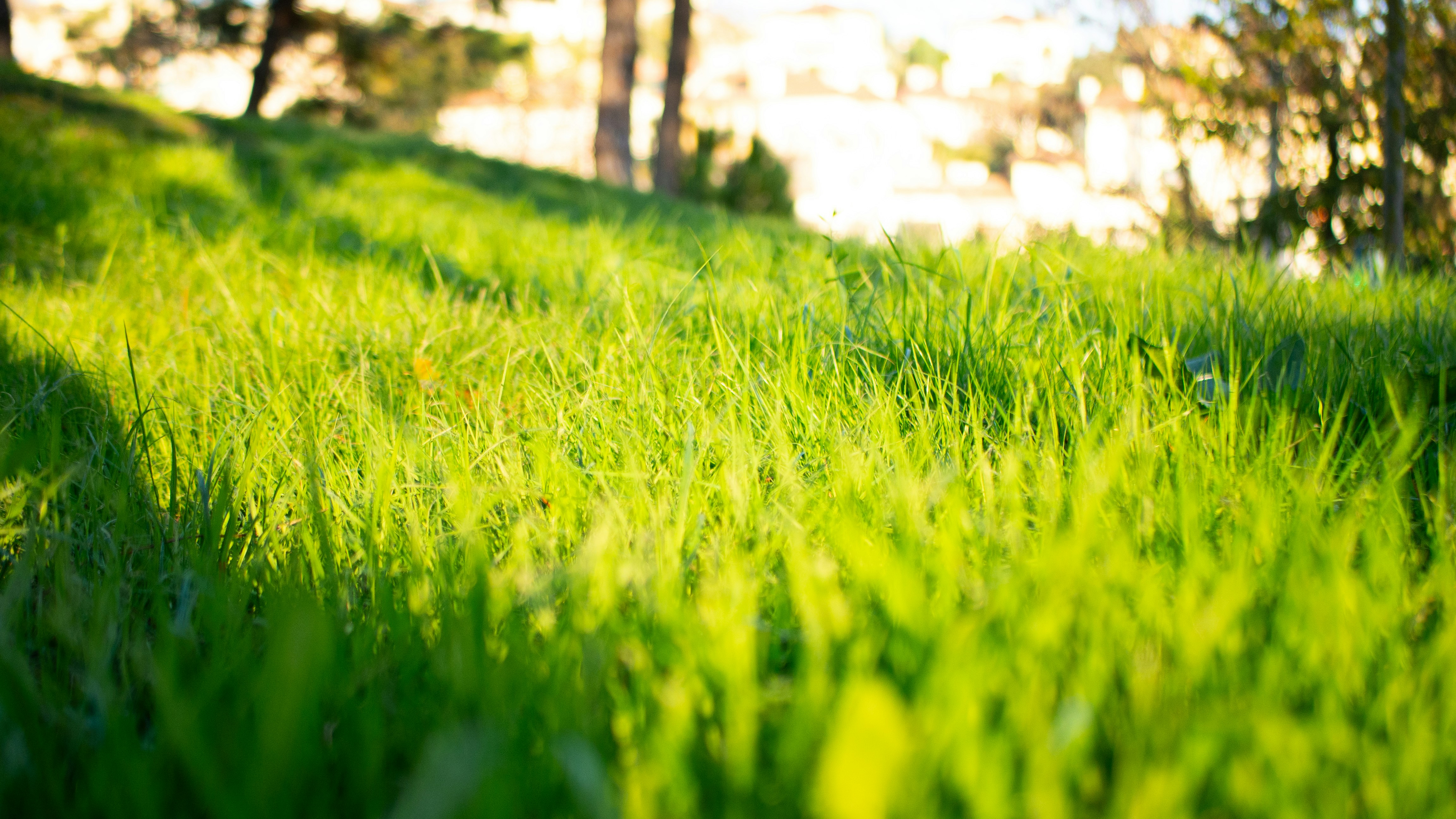 A lush, weed-free green lawn in Northeast Ohio after a successful pre-emergent application - best pre emergent weed killer