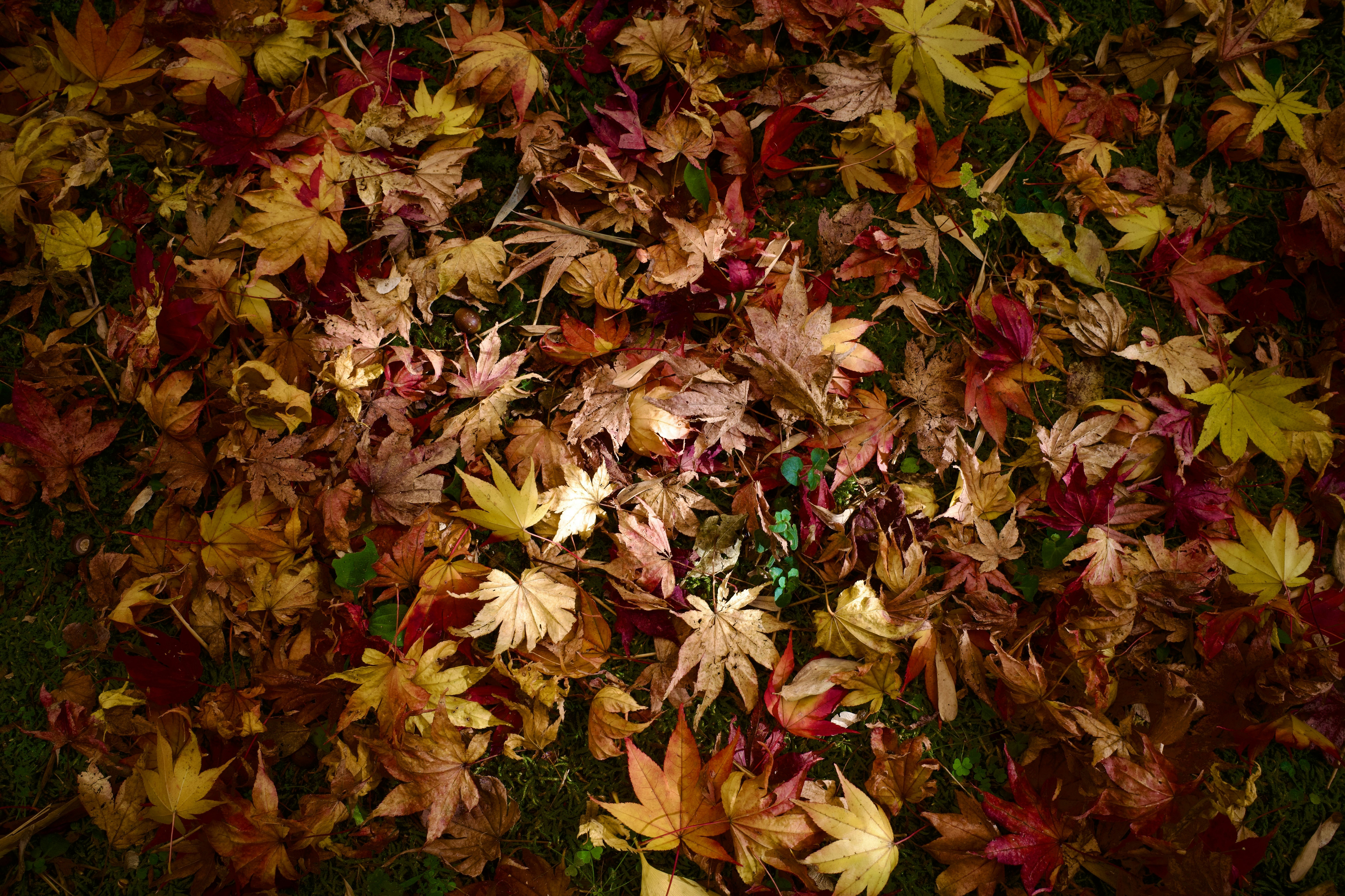 Un montón de coloridas hojas otoñales en el suelo.