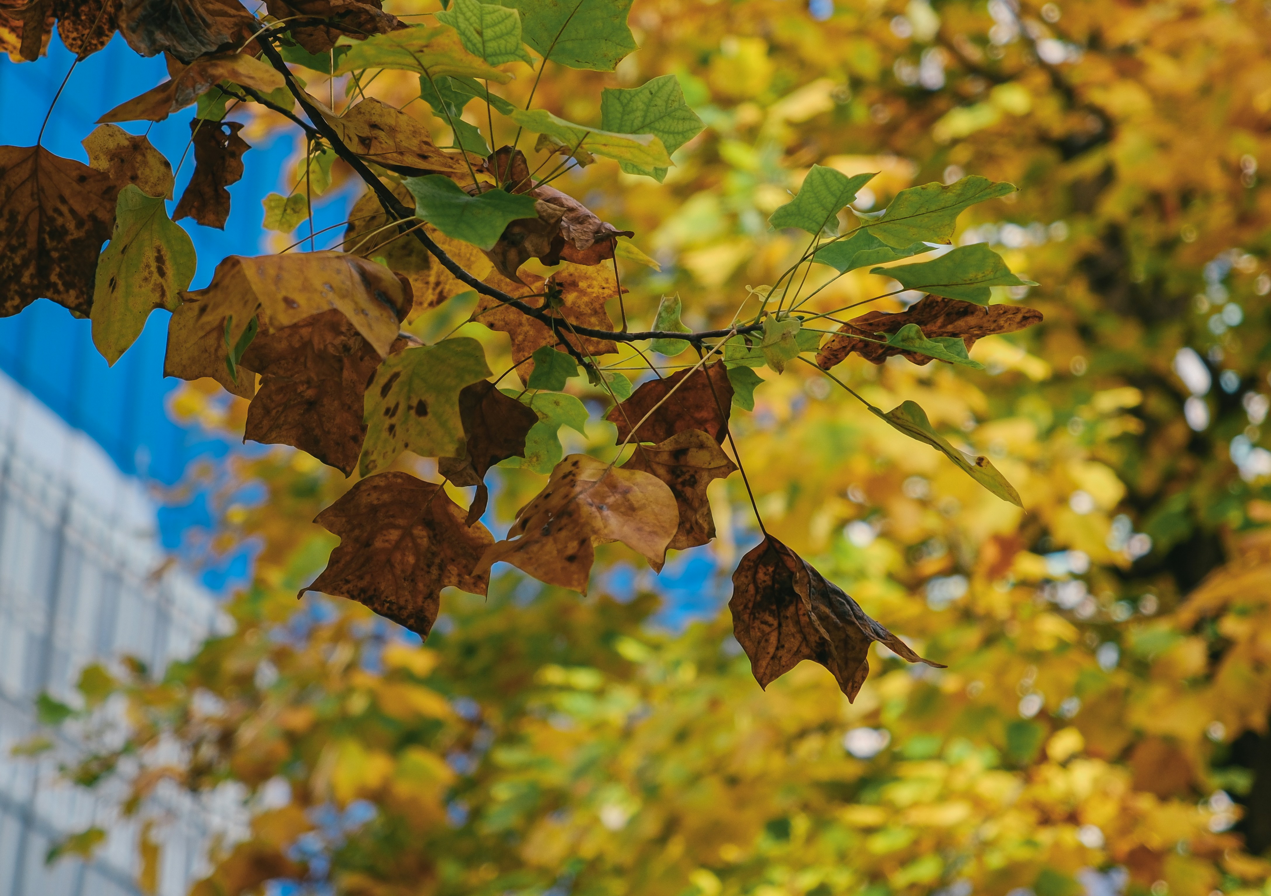 Photo by huyphan2602