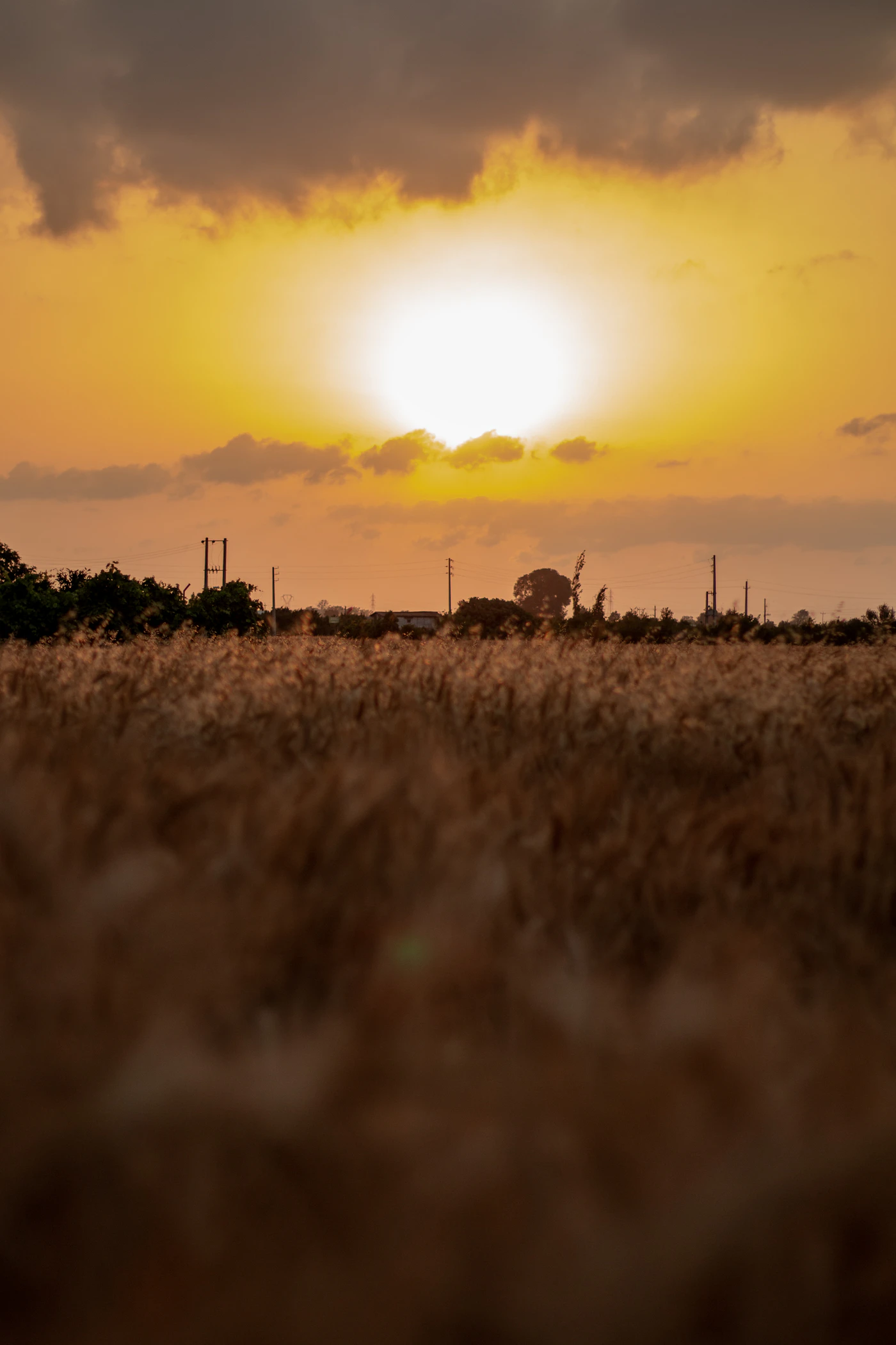 Golden wheat field at sunset