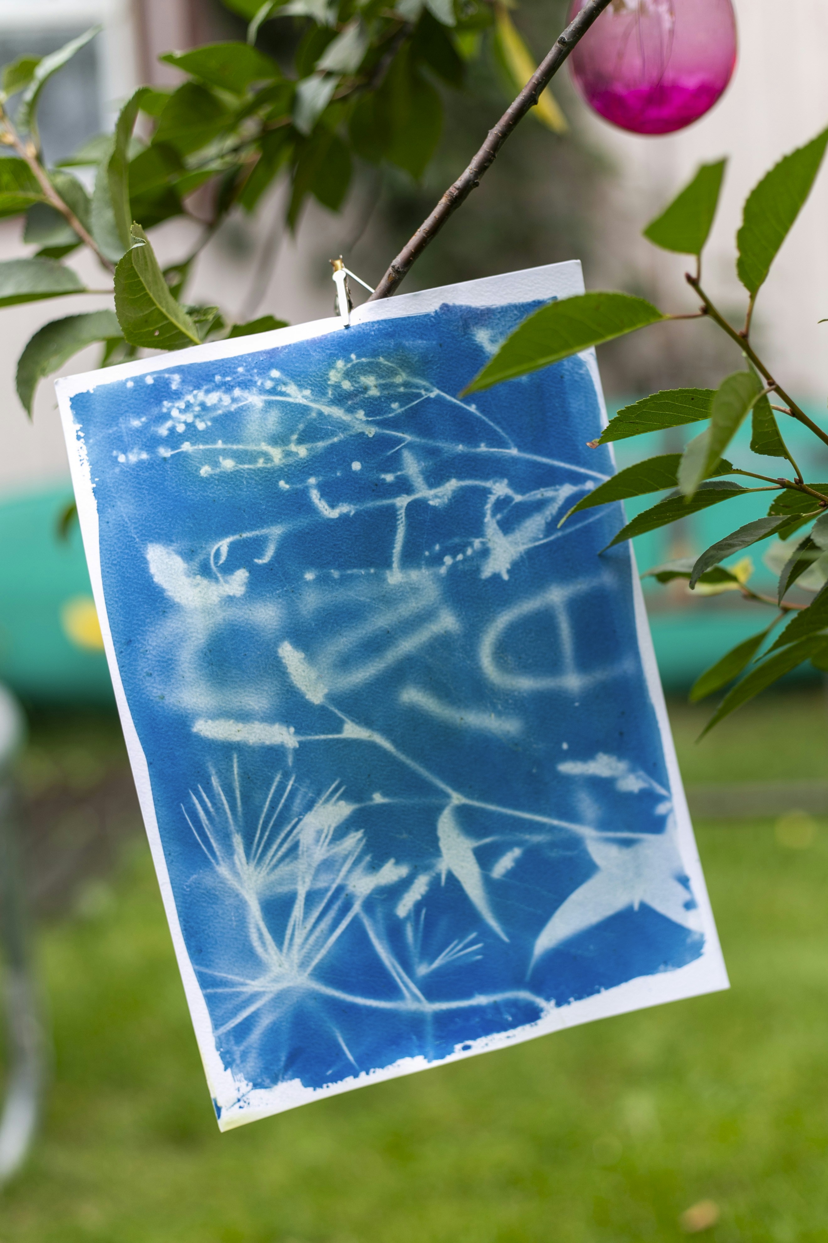 Cyanotype print of plants hanging on a branch