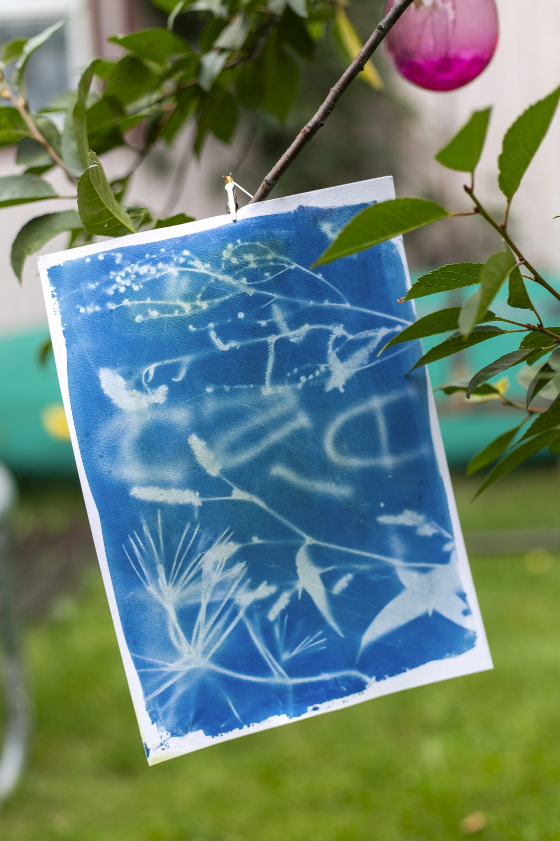 Cyanotype print of plants hanging on a branch