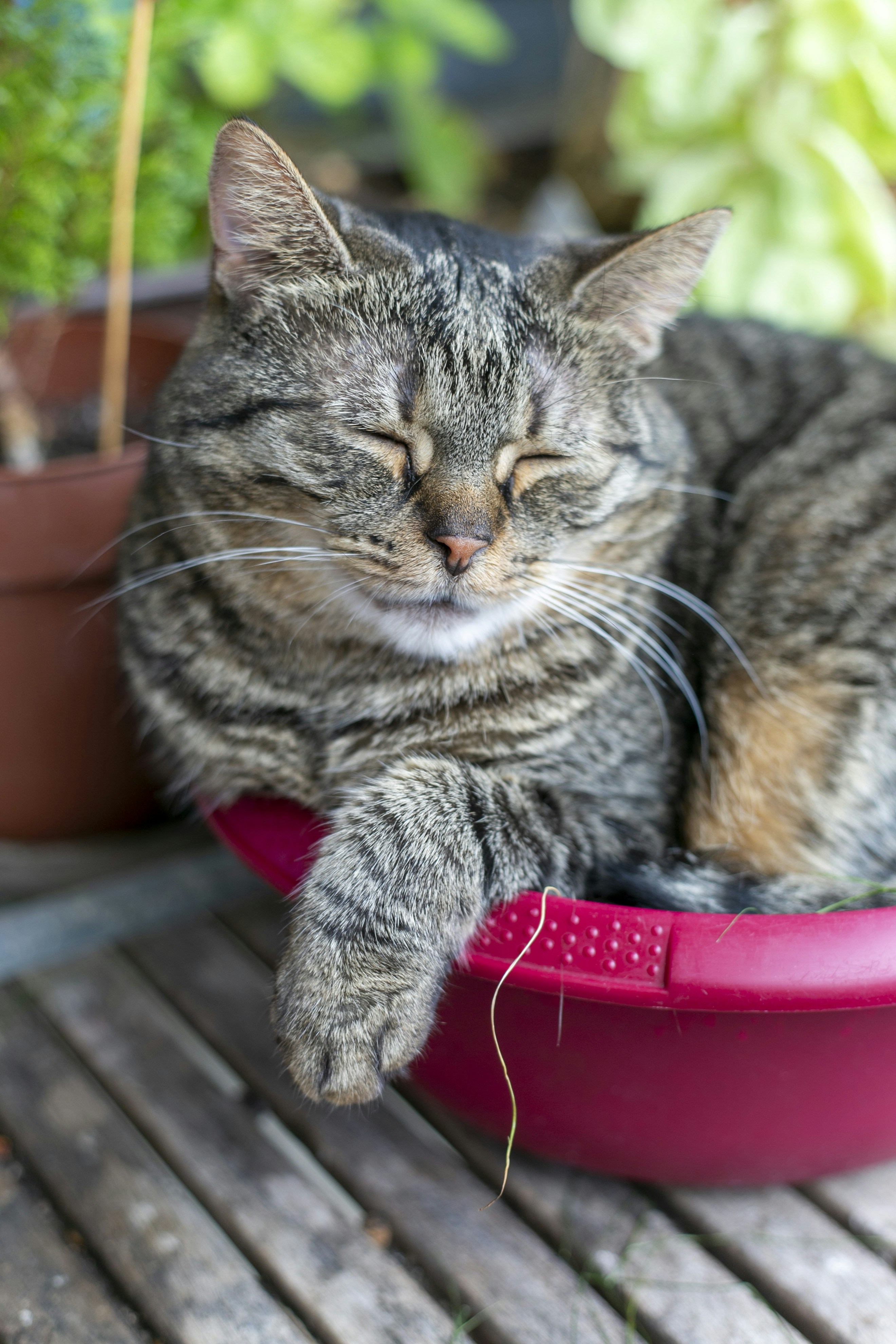 A tabby cat sleeps in a red bowl outdoors.