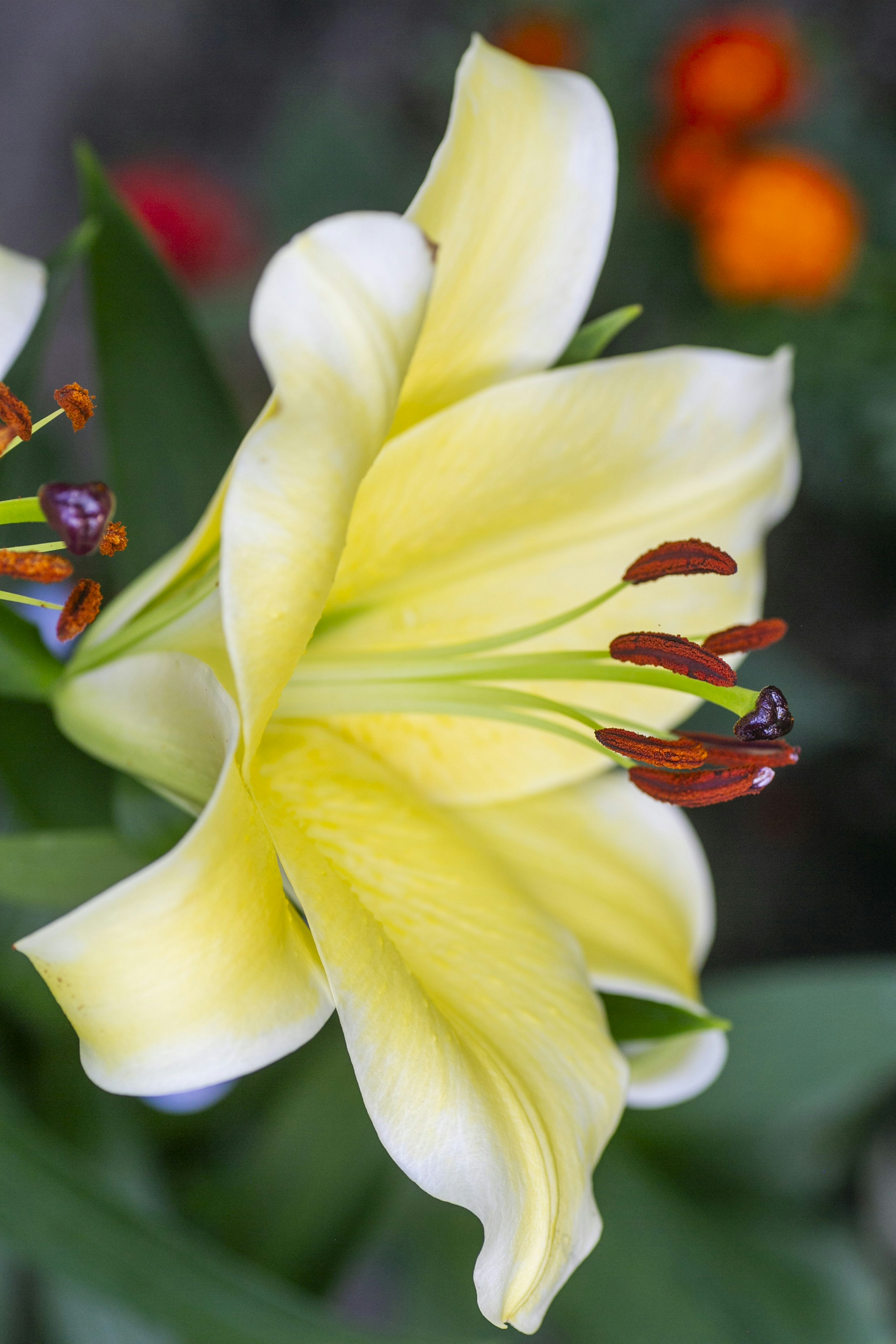 Close up of a yellow lily flower in bloom.