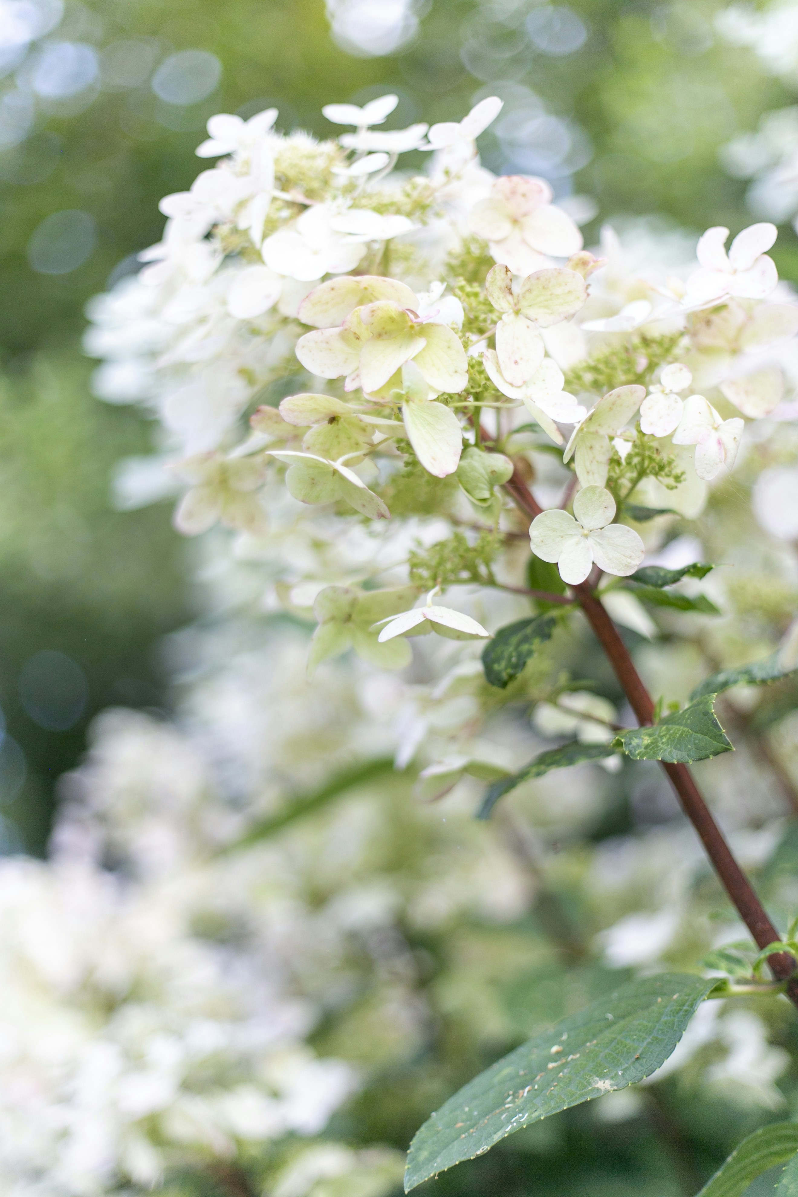 A cluster of delicate white flowers on a branch.