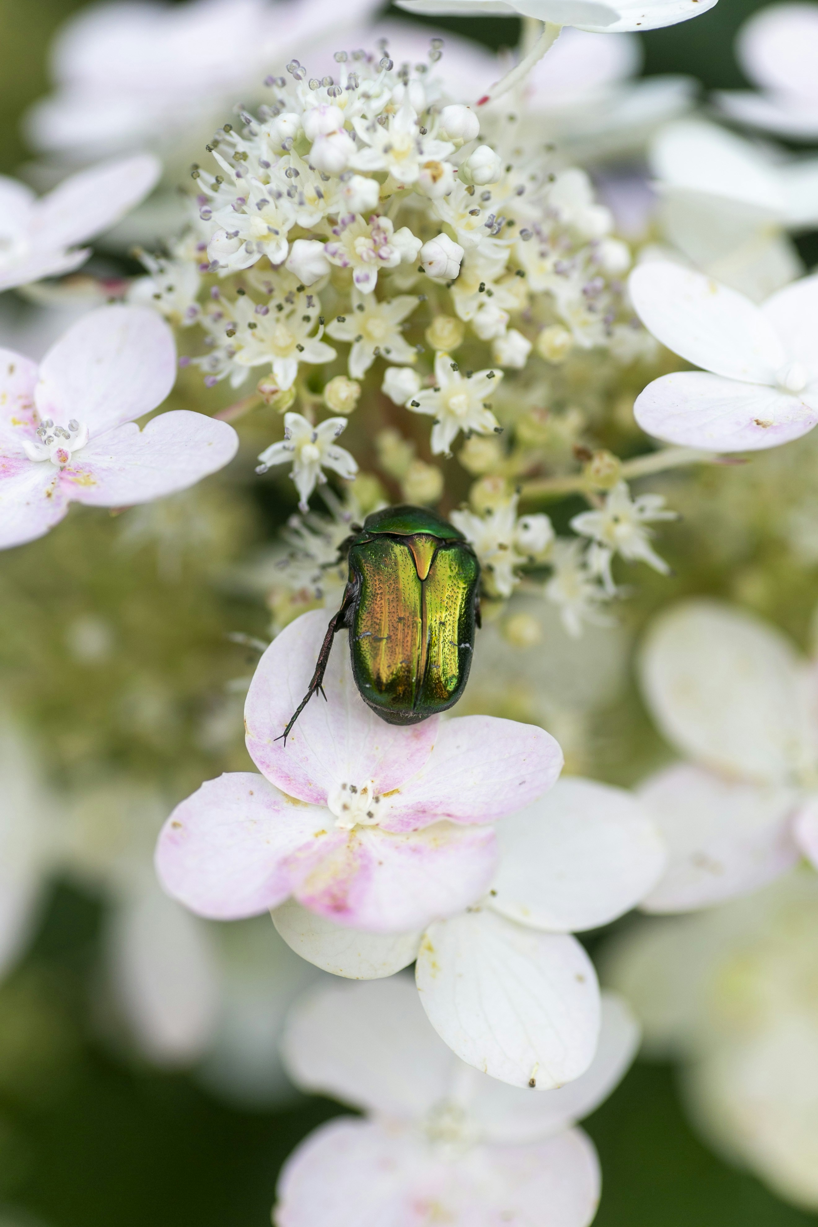 A green beetle rests on a pink and white flower.