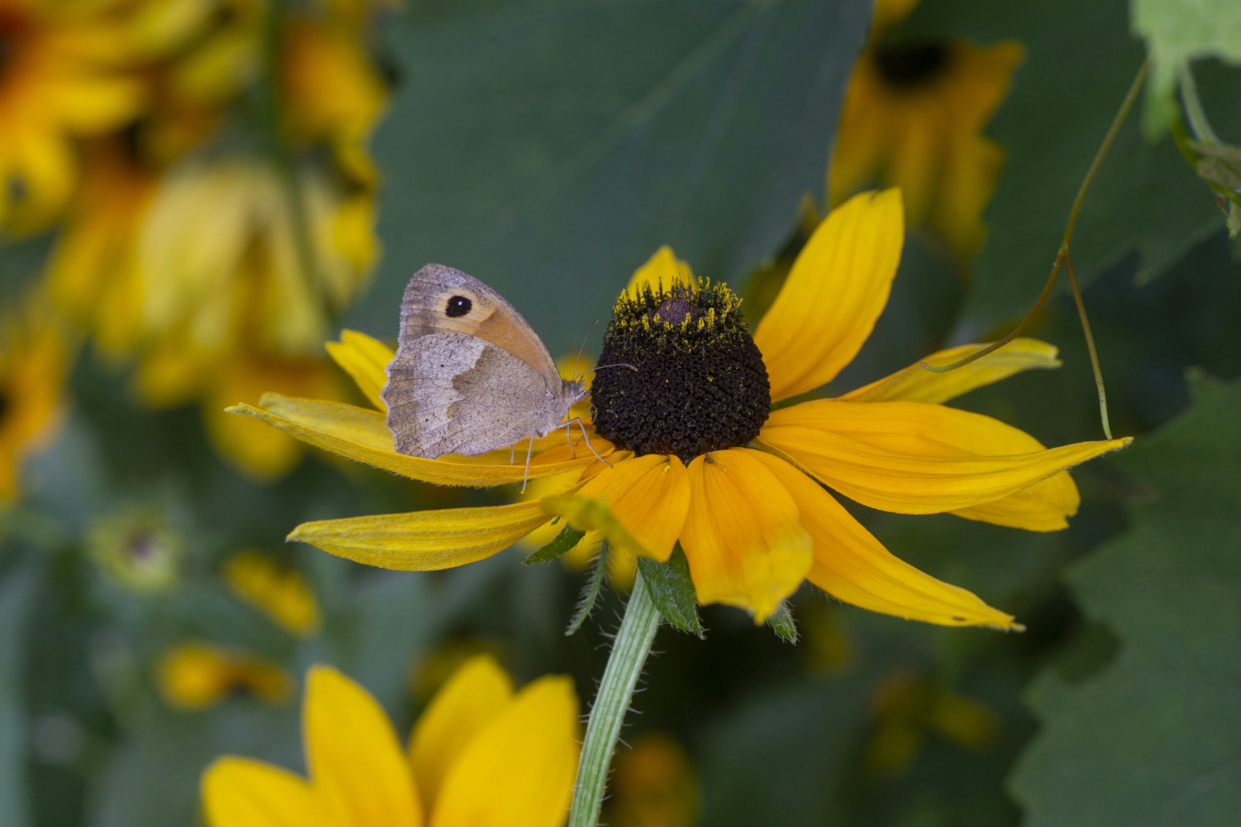 A small butterfly rests on a yellow flower.